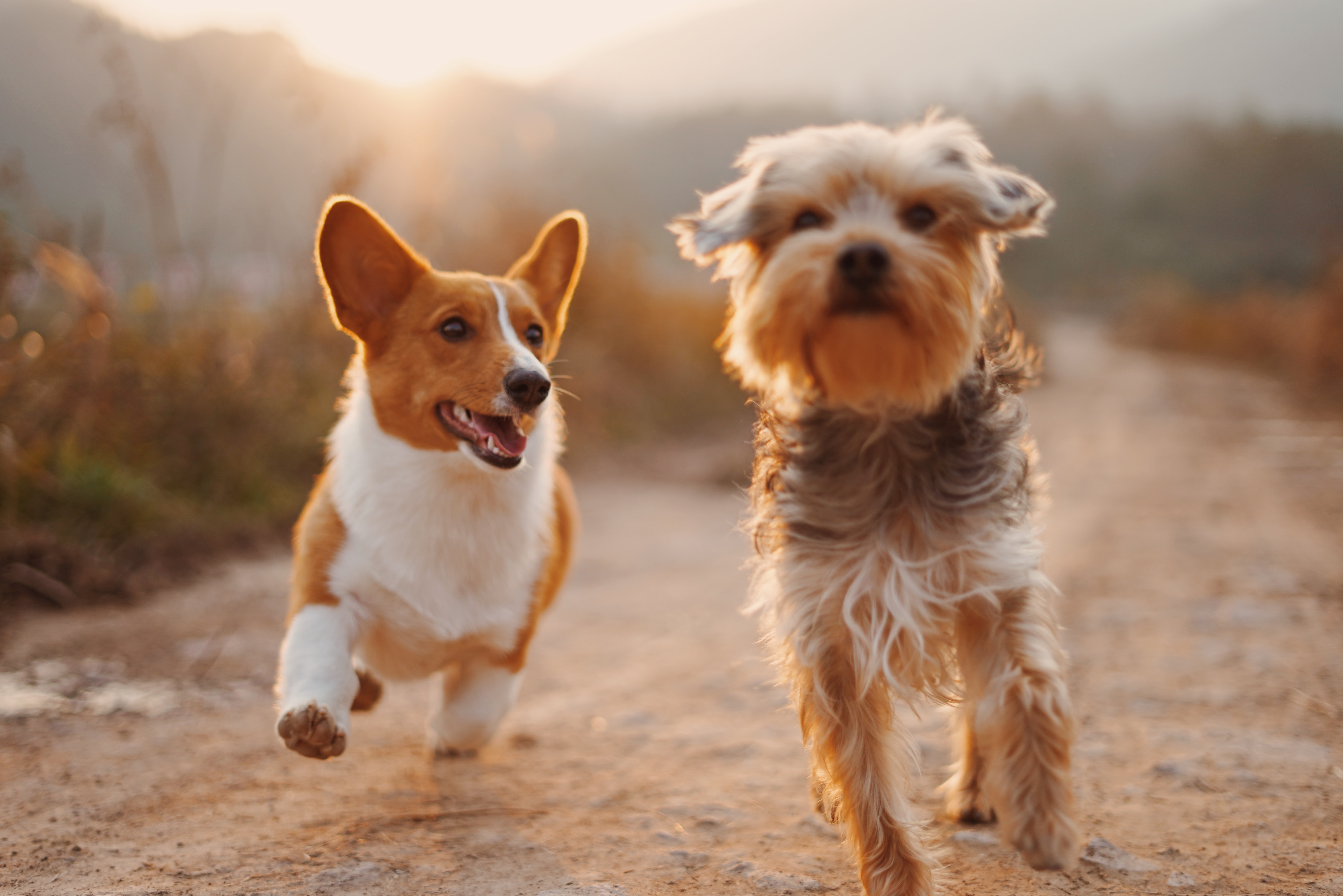 Pet patients at Veterinary Specialists Incorporated in Homestead