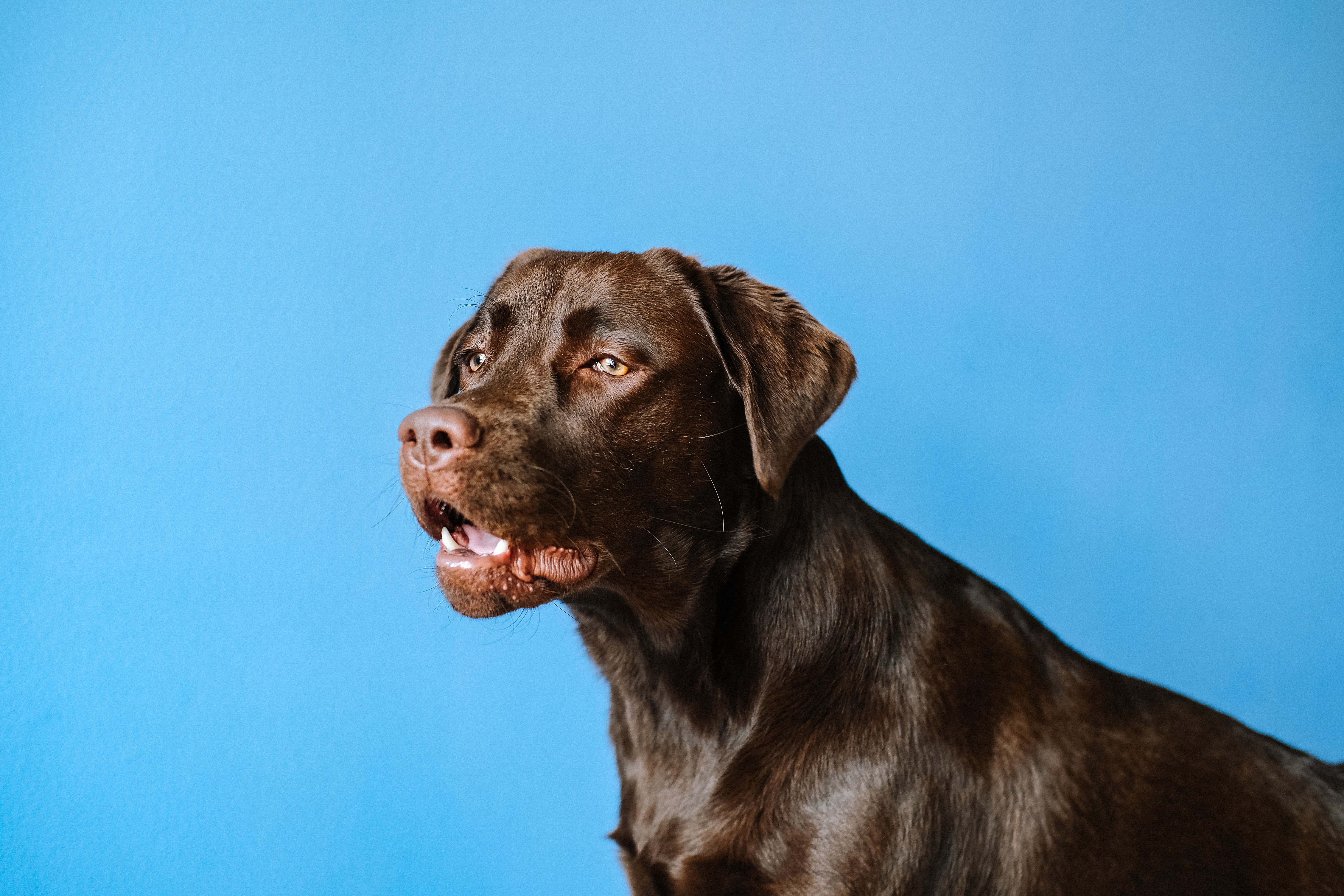 Pet patient at Veterinary Specialists Incorporated in Homestead