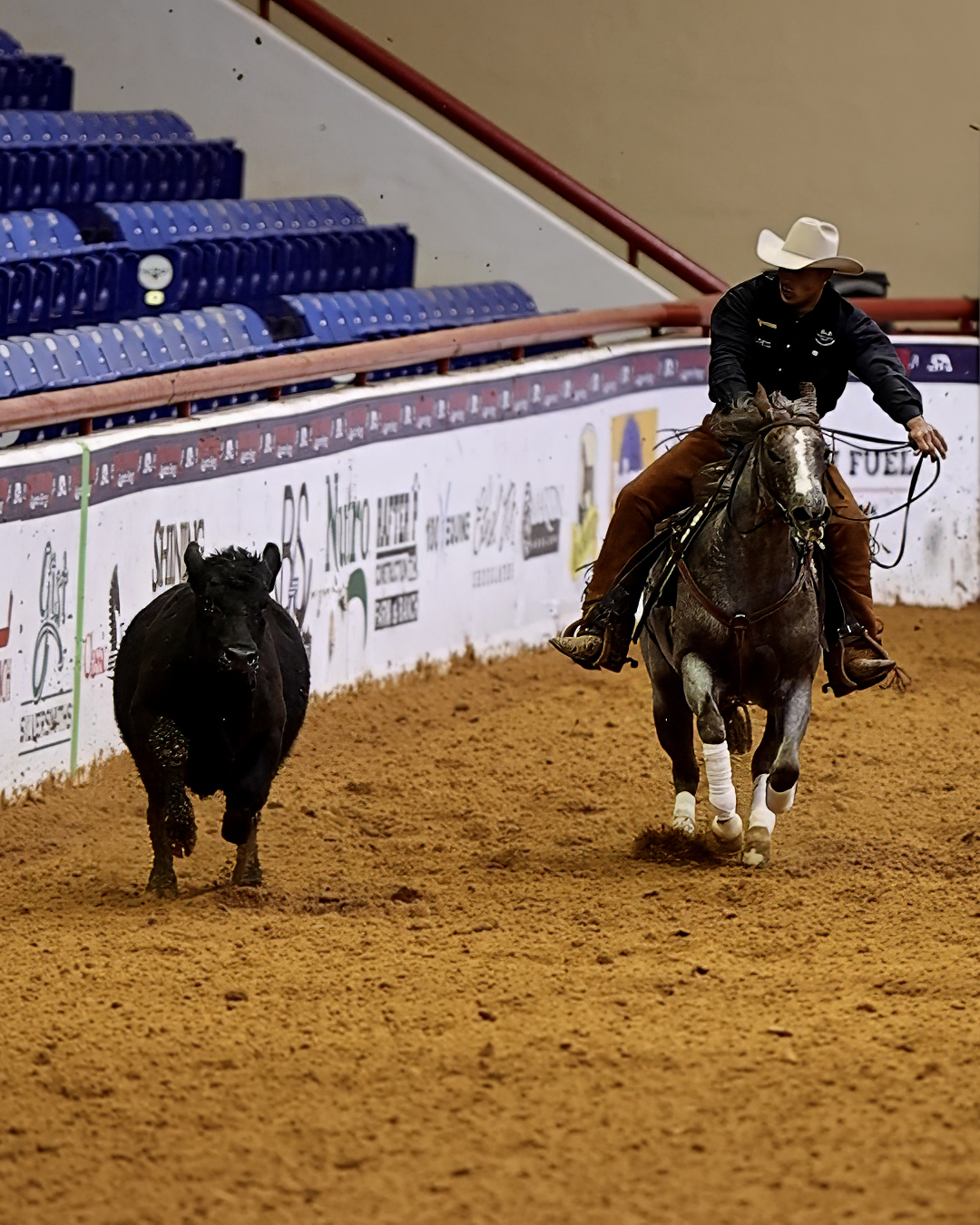 Dual Time Tess working cattle