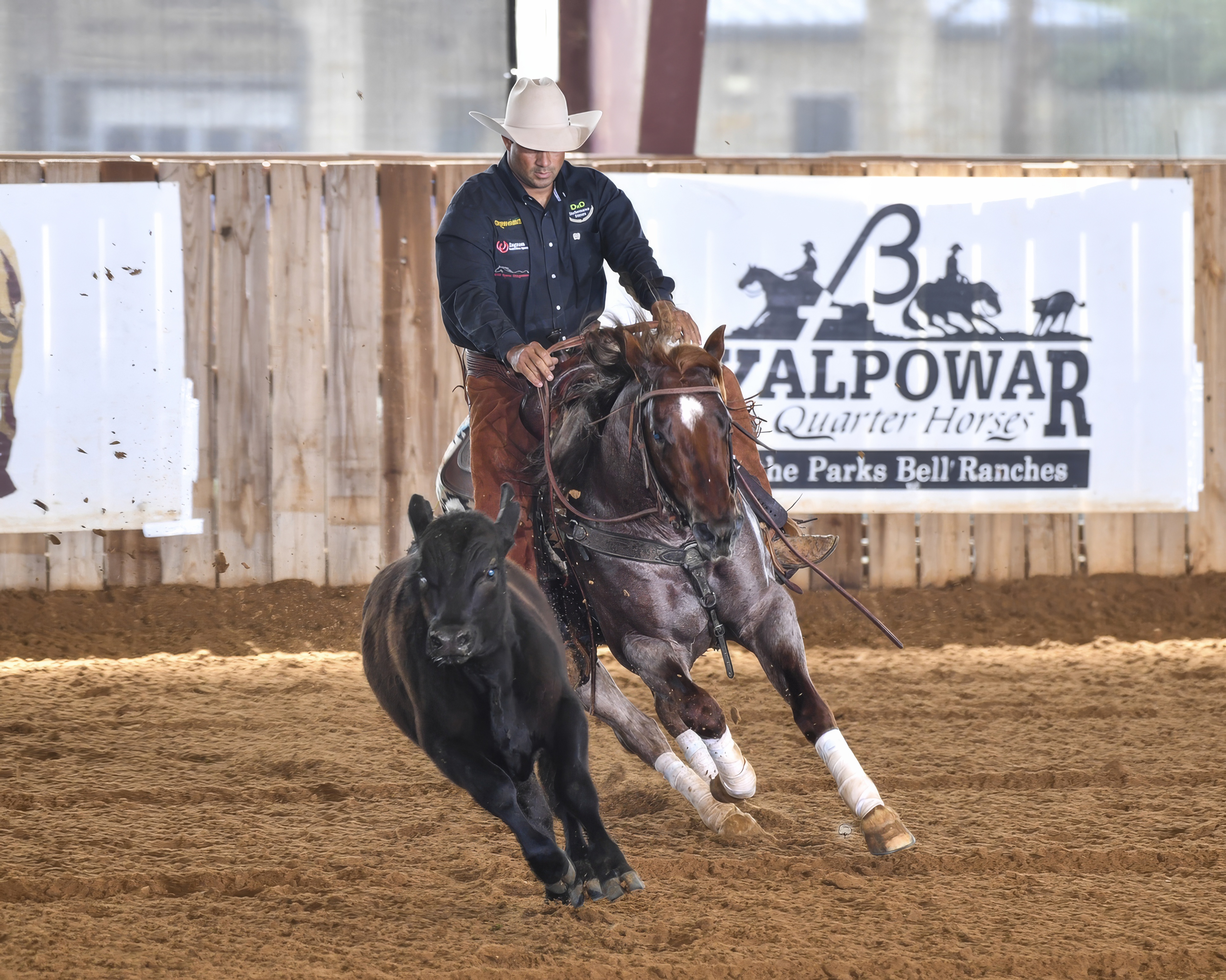 Daniel Oliveira riding a Timber Creek performance horse while working a cow