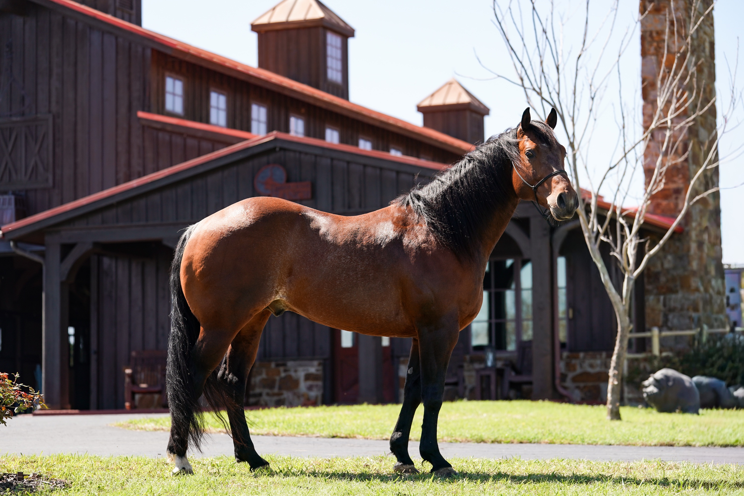 One Time Grace outside the Timber Creek barn