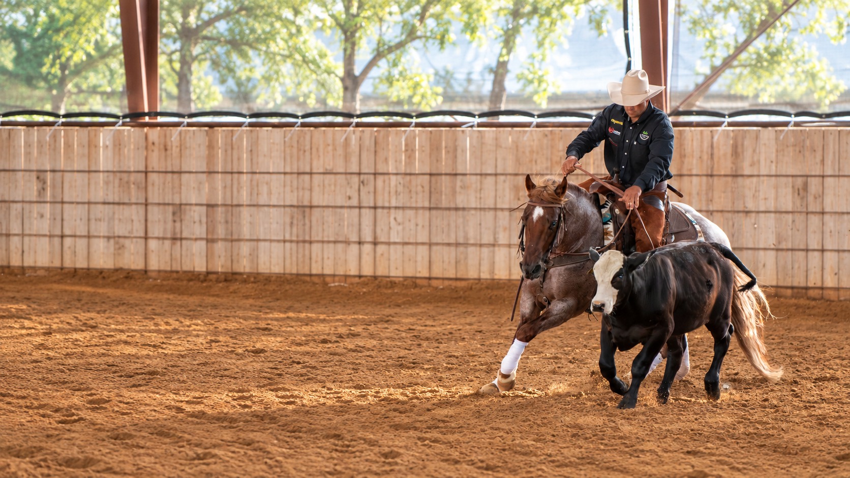 Timber Creek horse and Daniel Oliveira working cattle in the arena