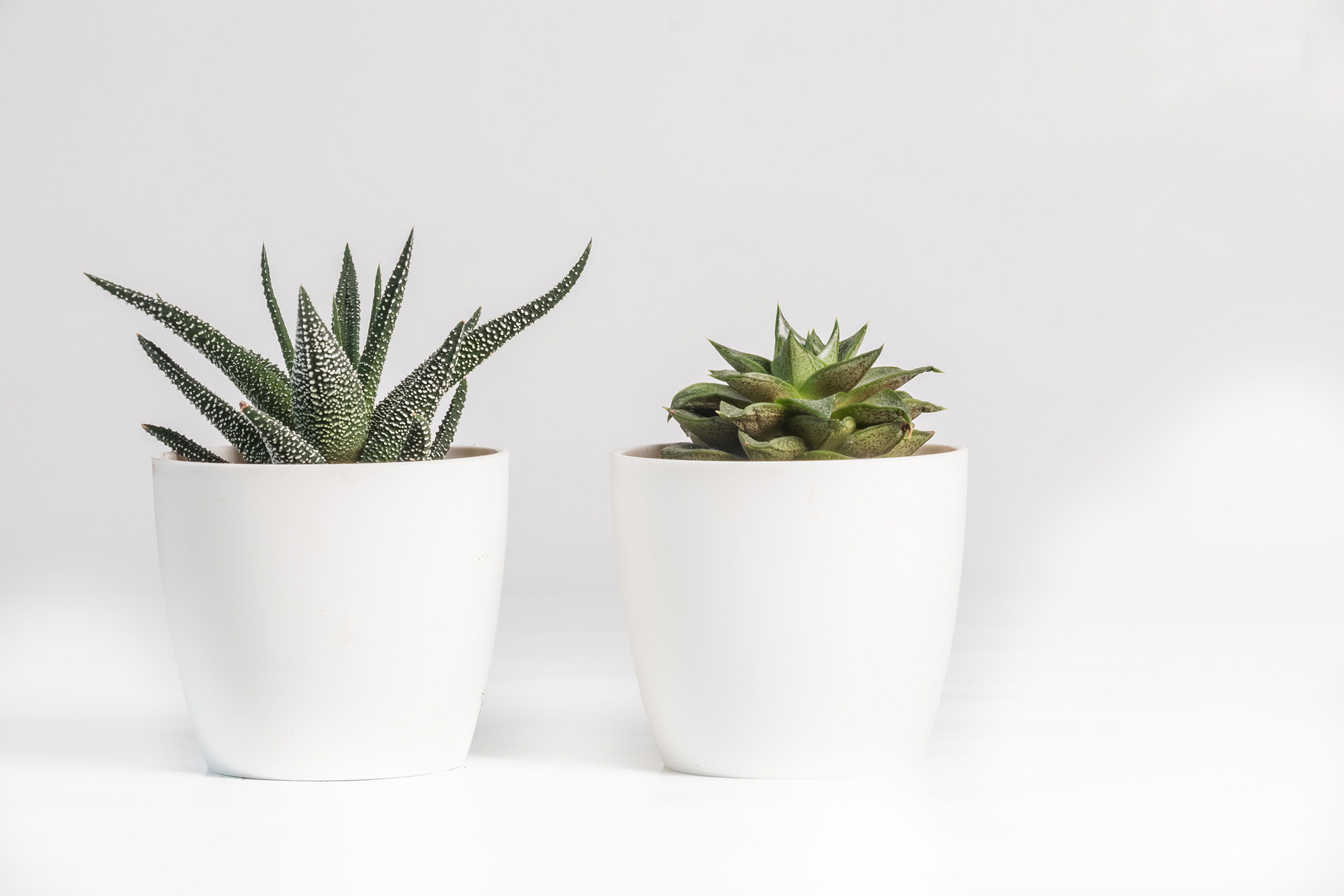 Two small potted succulent plants against a white background