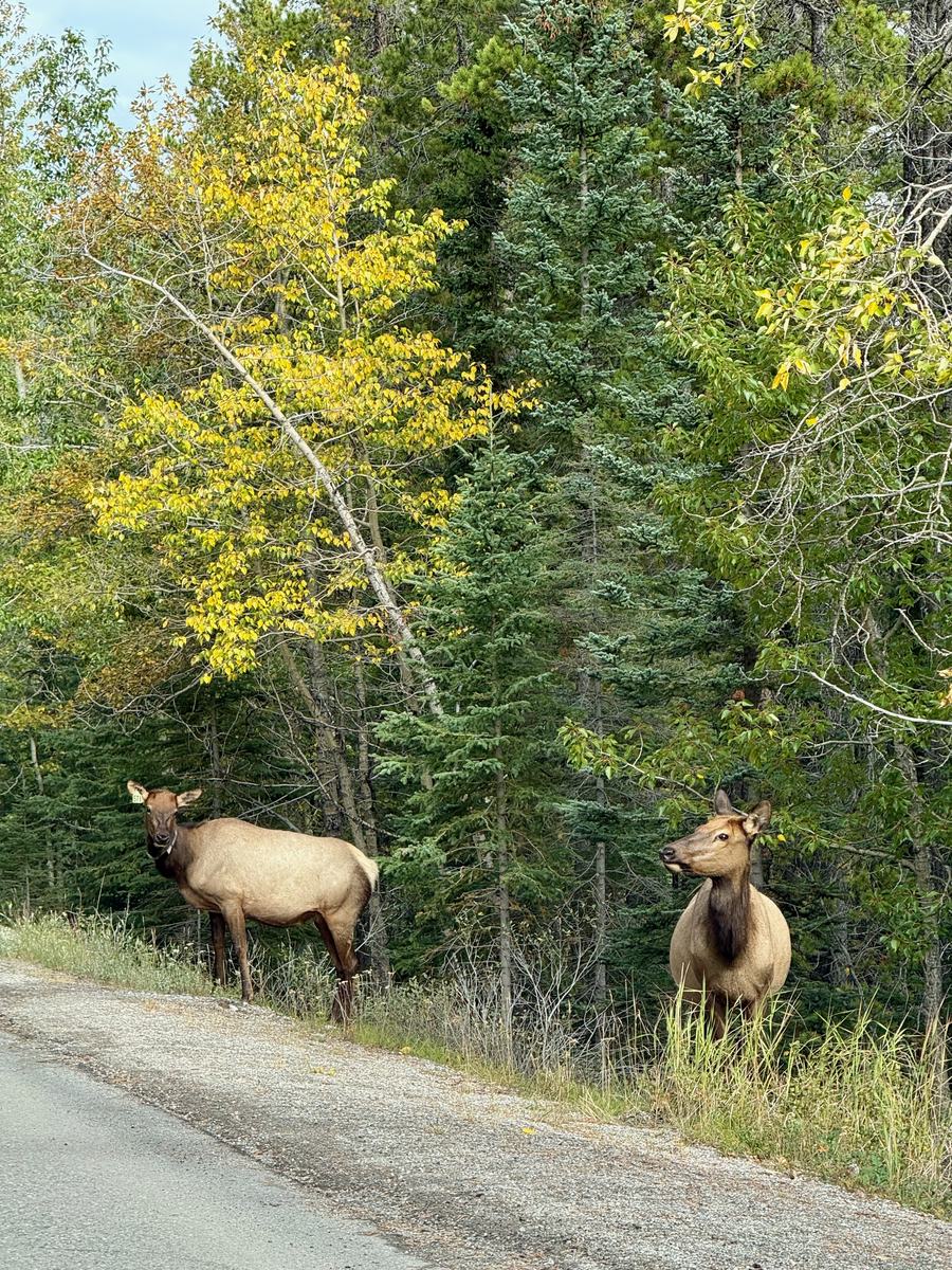 Two elk standing at the side of a road, unbothered, with forest behind them