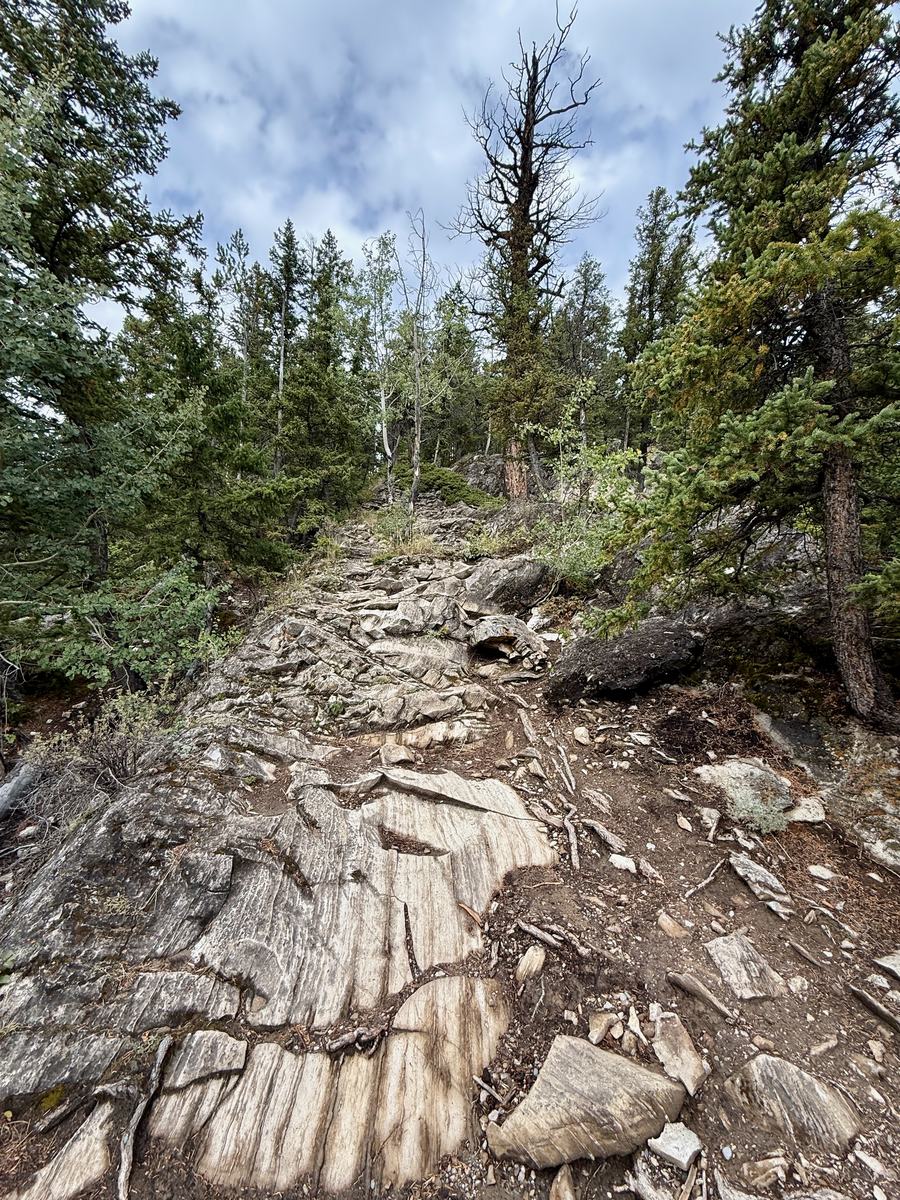 A steep trail of exposed bedrock running uphill through lodgepole pines, long slabs worn smooth and banded in grey and buff with tree roots crossing them and loose gravel at the edges