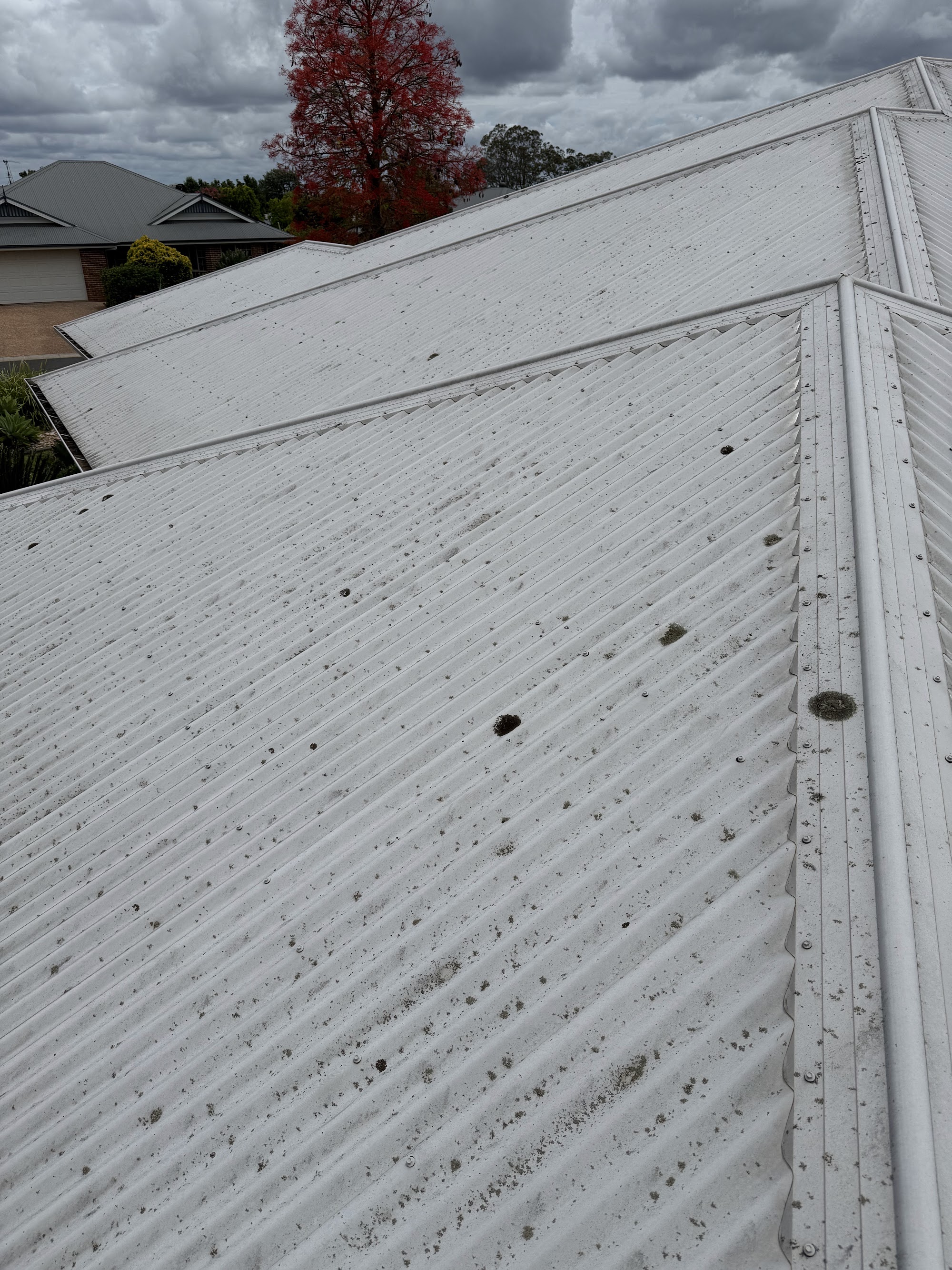 Lichen spots and debris across a white metal roof before cleaning