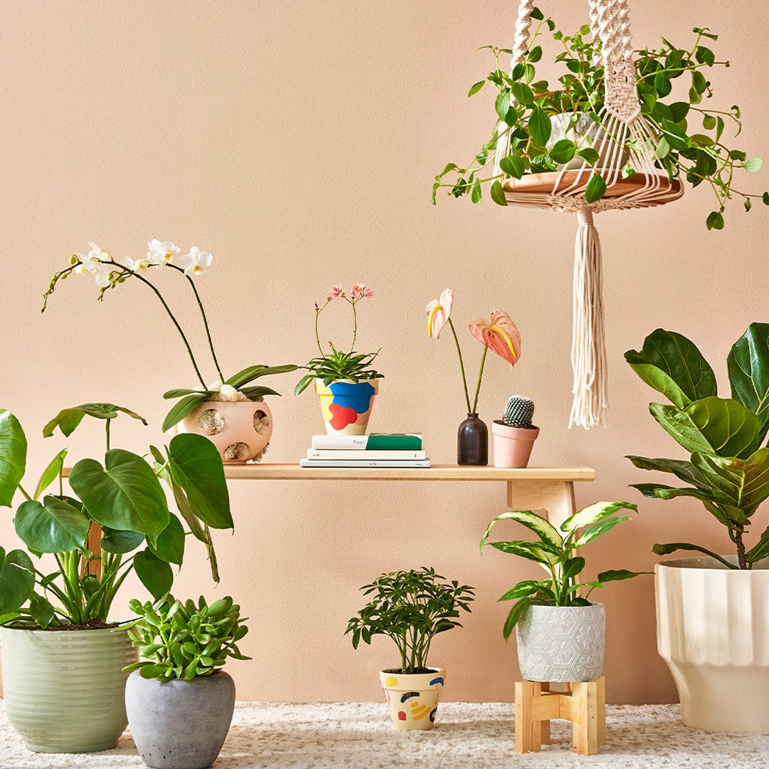 Amazon Handmade plants in handmade pots
