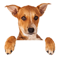 Happy Dog