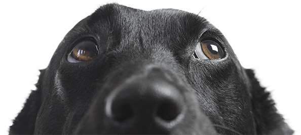 Black Labrador — Dorby's Doghouse