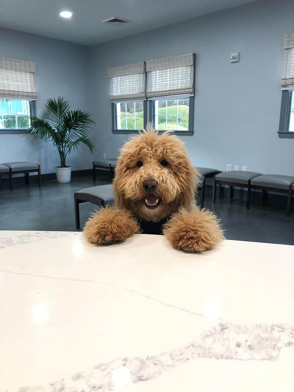 Goldendoodle greeting guests at Dorby's Doghouse in Newnan, GA
