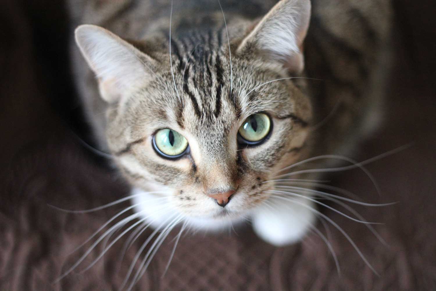 Gray tabby cat boarding at Dorby's Doghouse in Newnan, GA