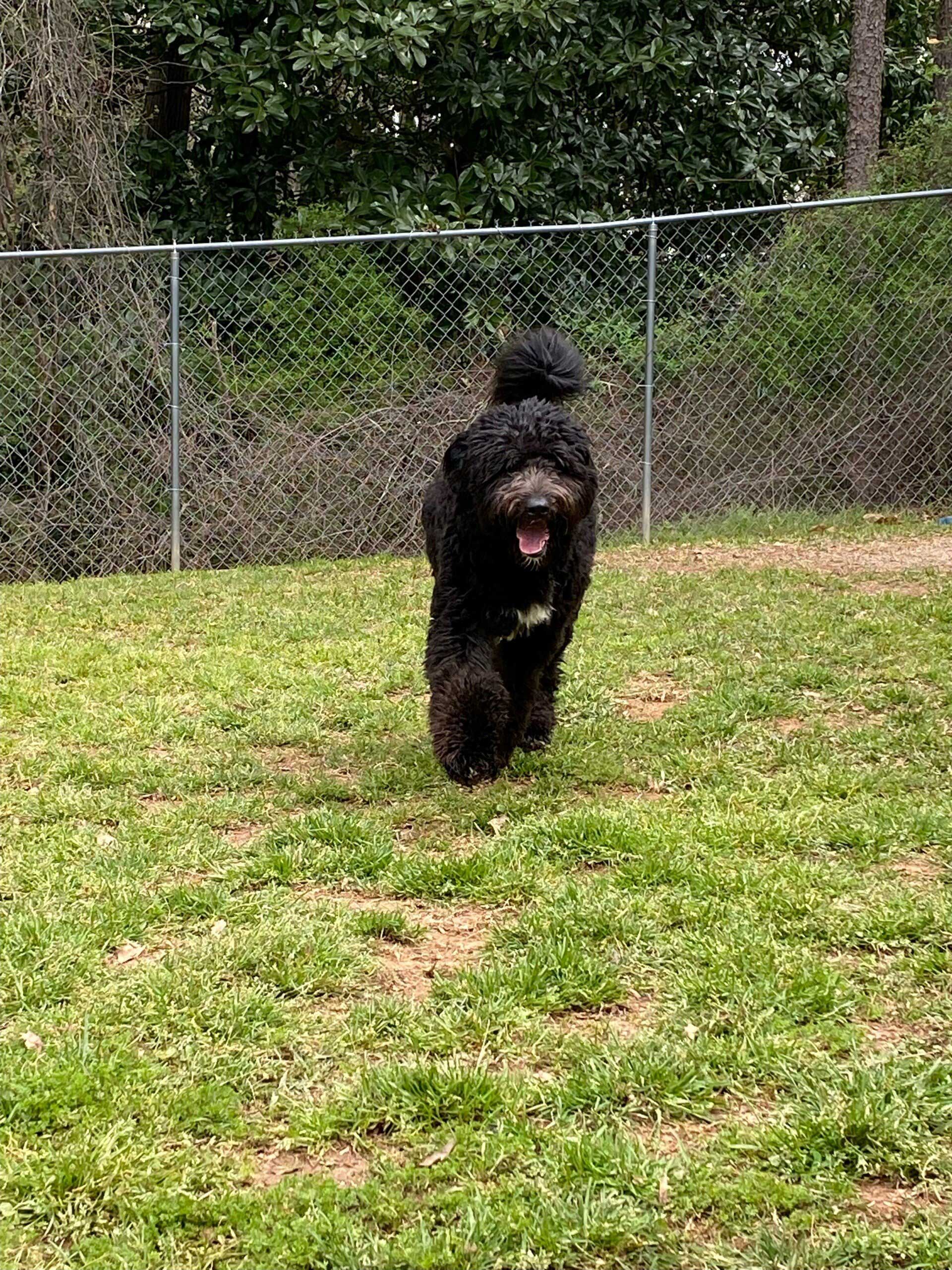 Chocolate Labrador boarding at Dorby's Doghouse in Newnan, GA