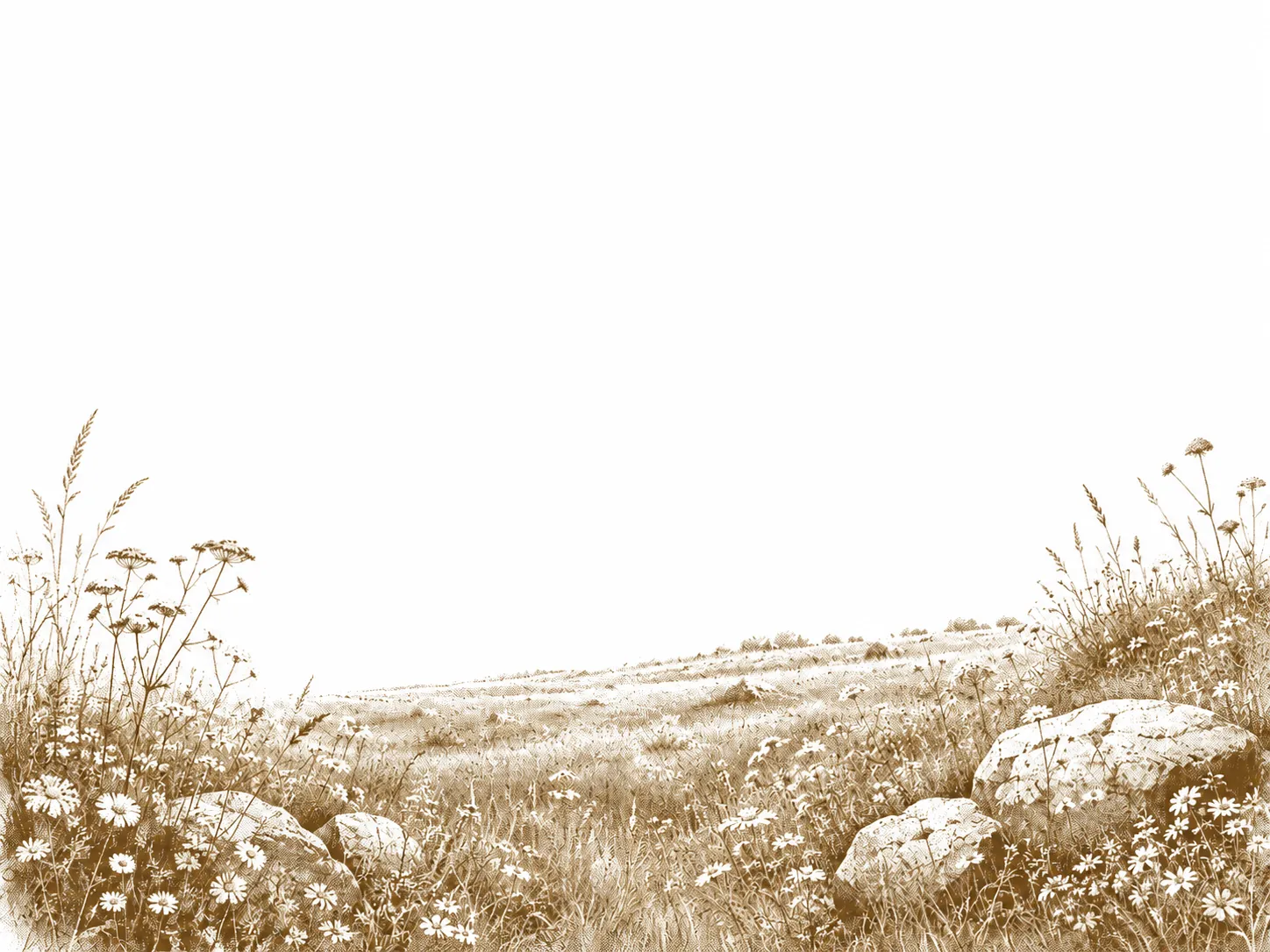 Gravure sépia : une prairie fleurie en pente, herbes hautes et pierres au premier plan.
