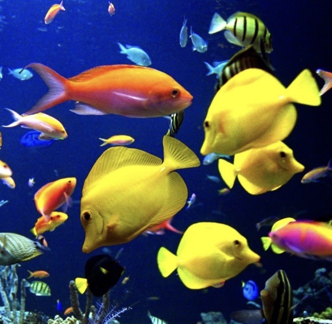 Aquarium met verschillende kleurrijke vissen, voornamelijk geel en oranje, zwemmend tegen een blauwe achtergrond met koraal onderaan.