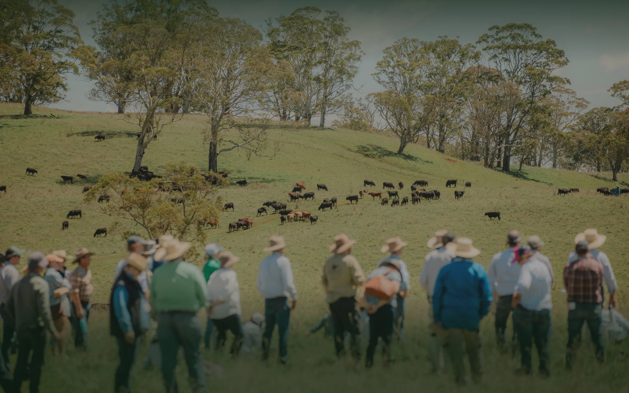 Group of people wearing hats standing in a grassy field observing a herd of cattle grazing on a hillside with scattered trees under a partly cloudy sky.