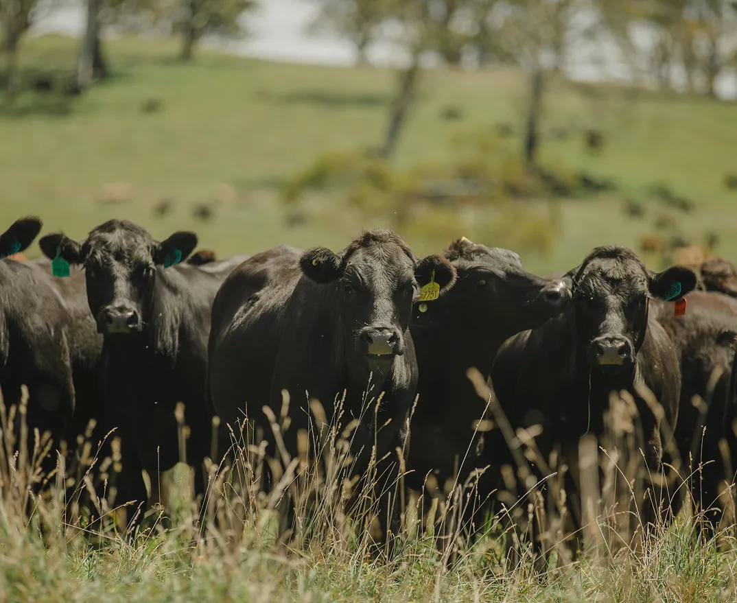 A group of black cows standing in a grassy field with some wearing colored ear tags in a rural setting.