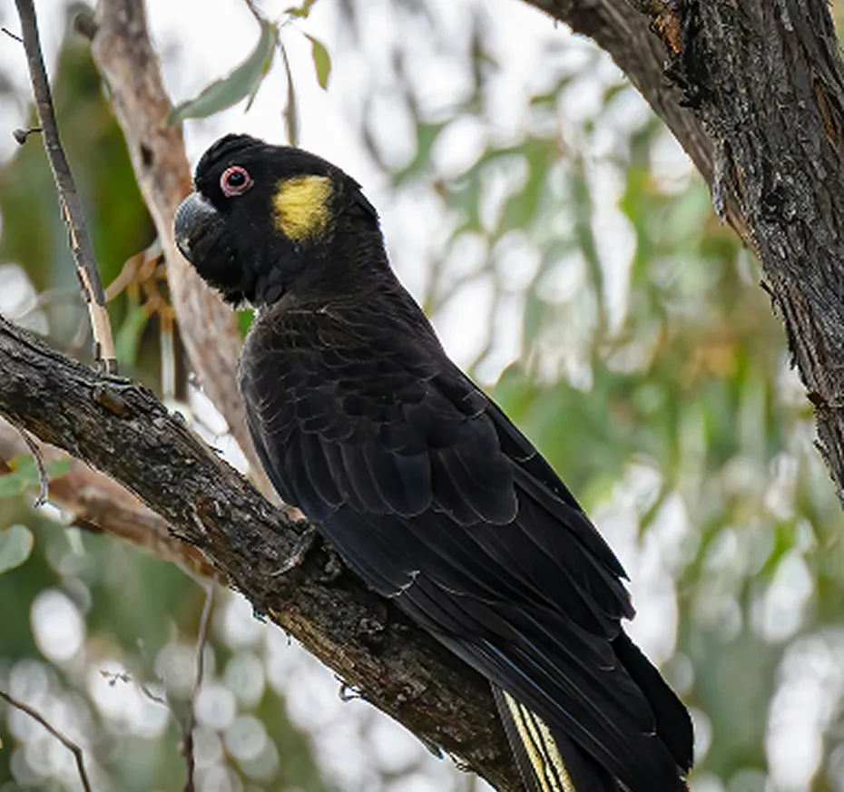 Black cockatoo perched sideways on a tree branch with a yellow patch near its eye and yellow markings on its tail feathers, surrounded by blurred green foliage.