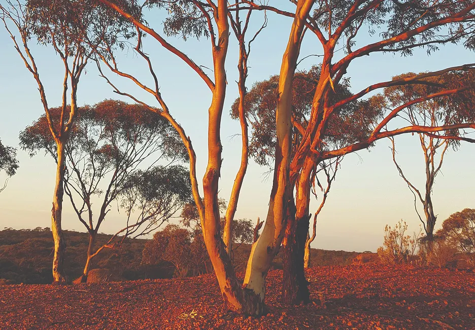 Sunset-lit eucalyptus trees with smooth bark and sparse leaves standing on dry, reddish soil under a clear sky.