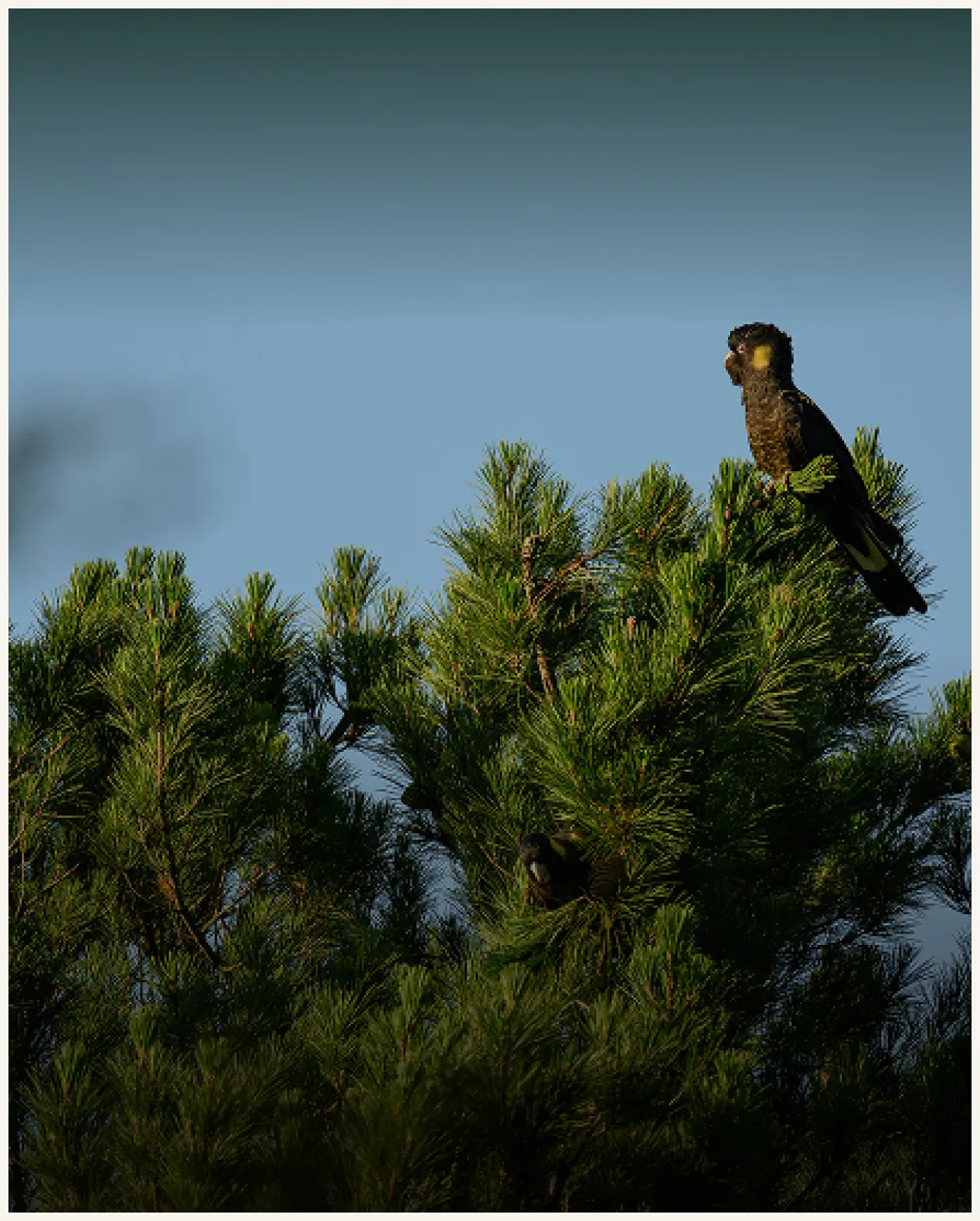 A dark-colored cockatoo with yellow cheek patches perched on a pine tree branch against a clear blue sky.