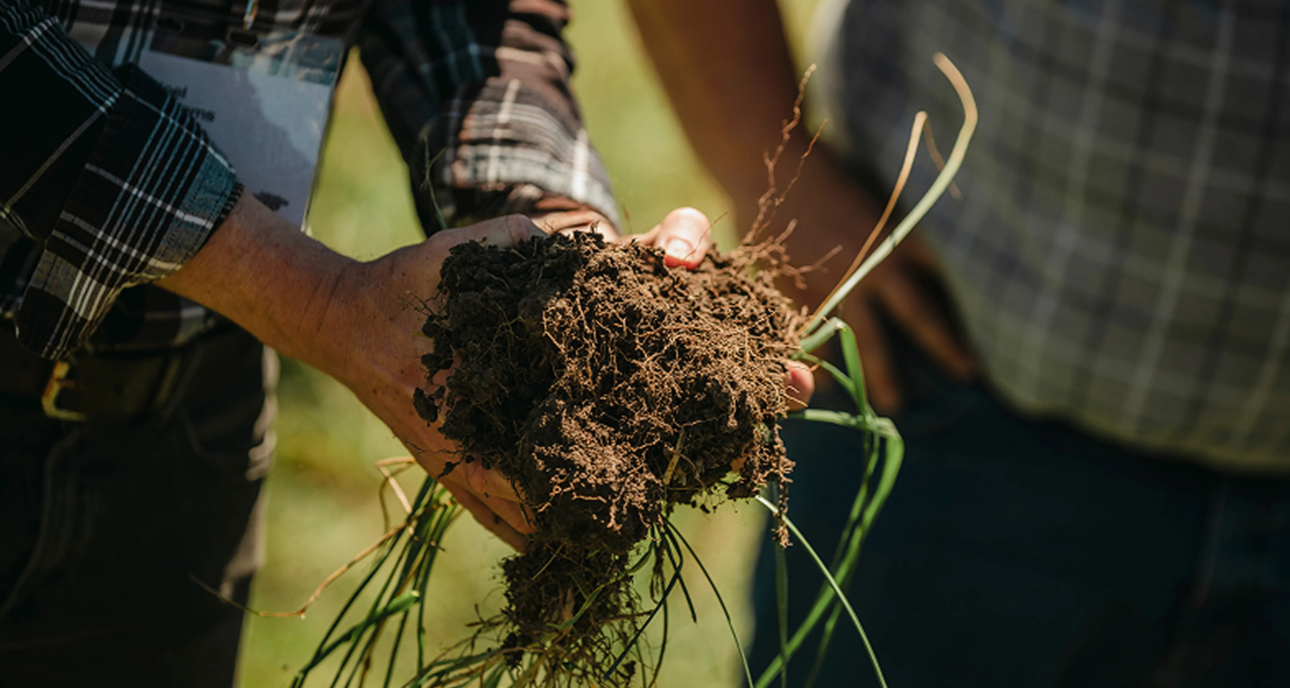 Close-up of a person holding a clump of soil with grass roots outdoors, wearing a plaid shirt.