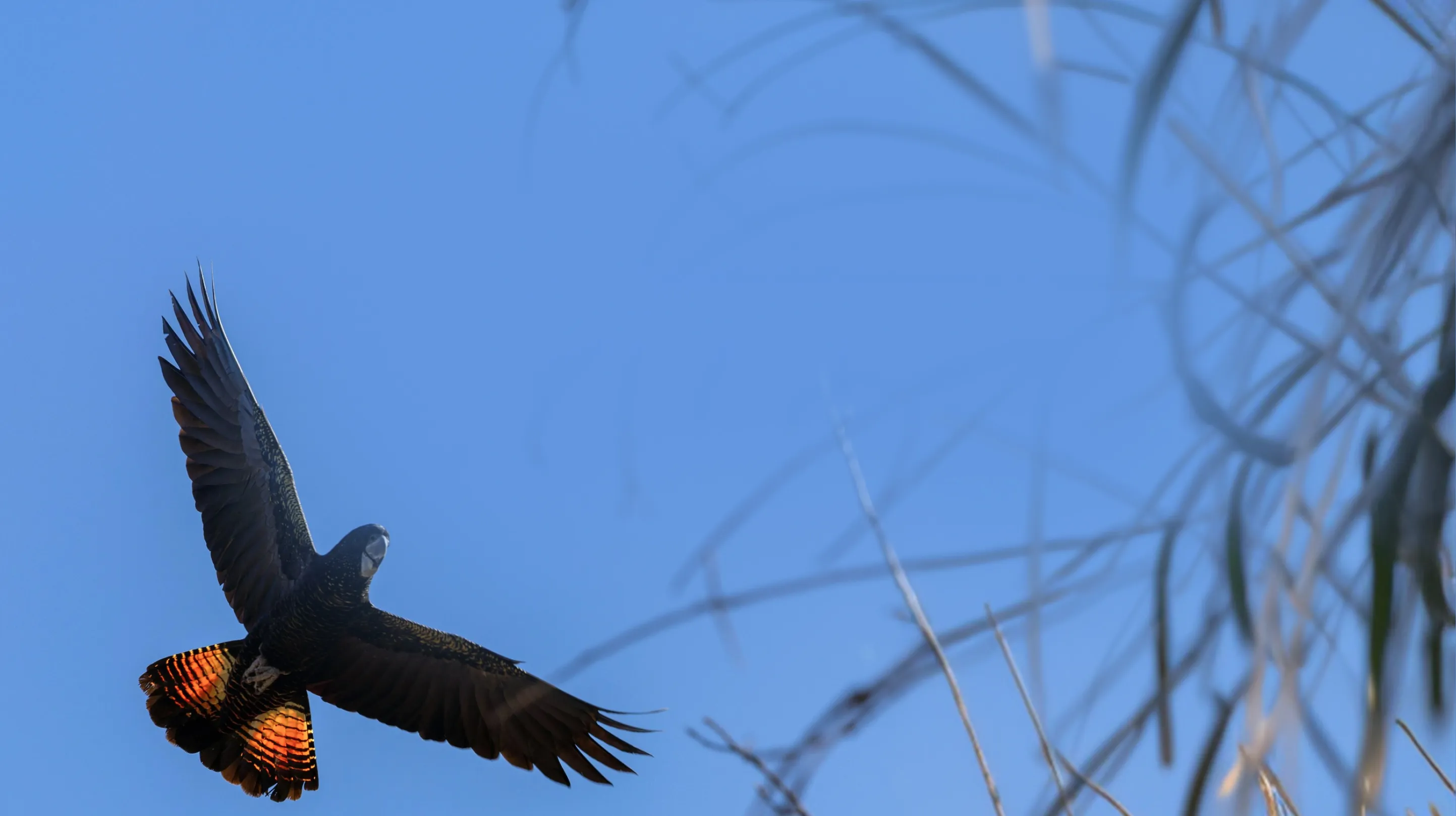 Black bird with fiery red and orange tail feathers soaring in a clear blue sky near thin branches.