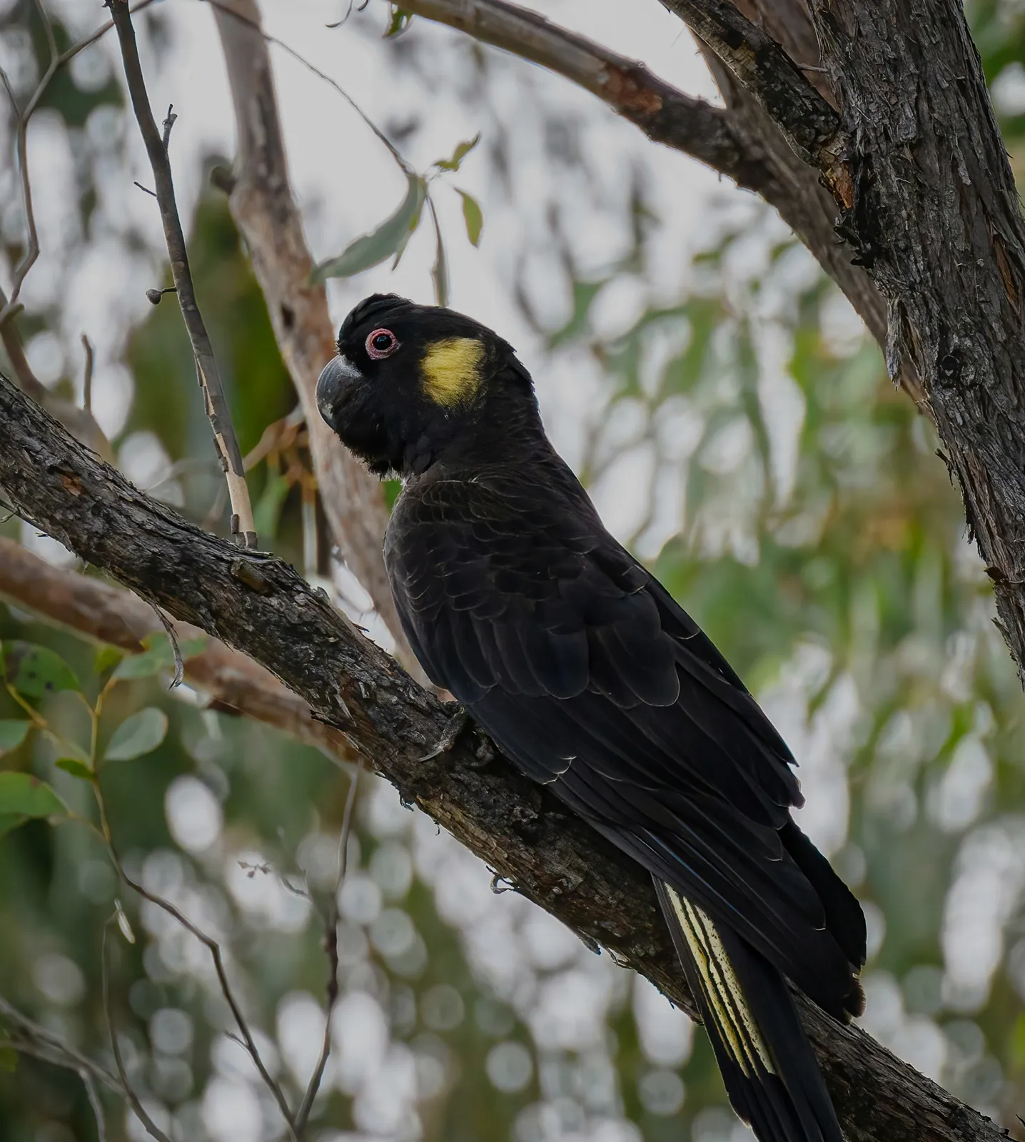 Black cockatoo with yellow cheek patch perched on a tree branch with a background of blurred green foliage.