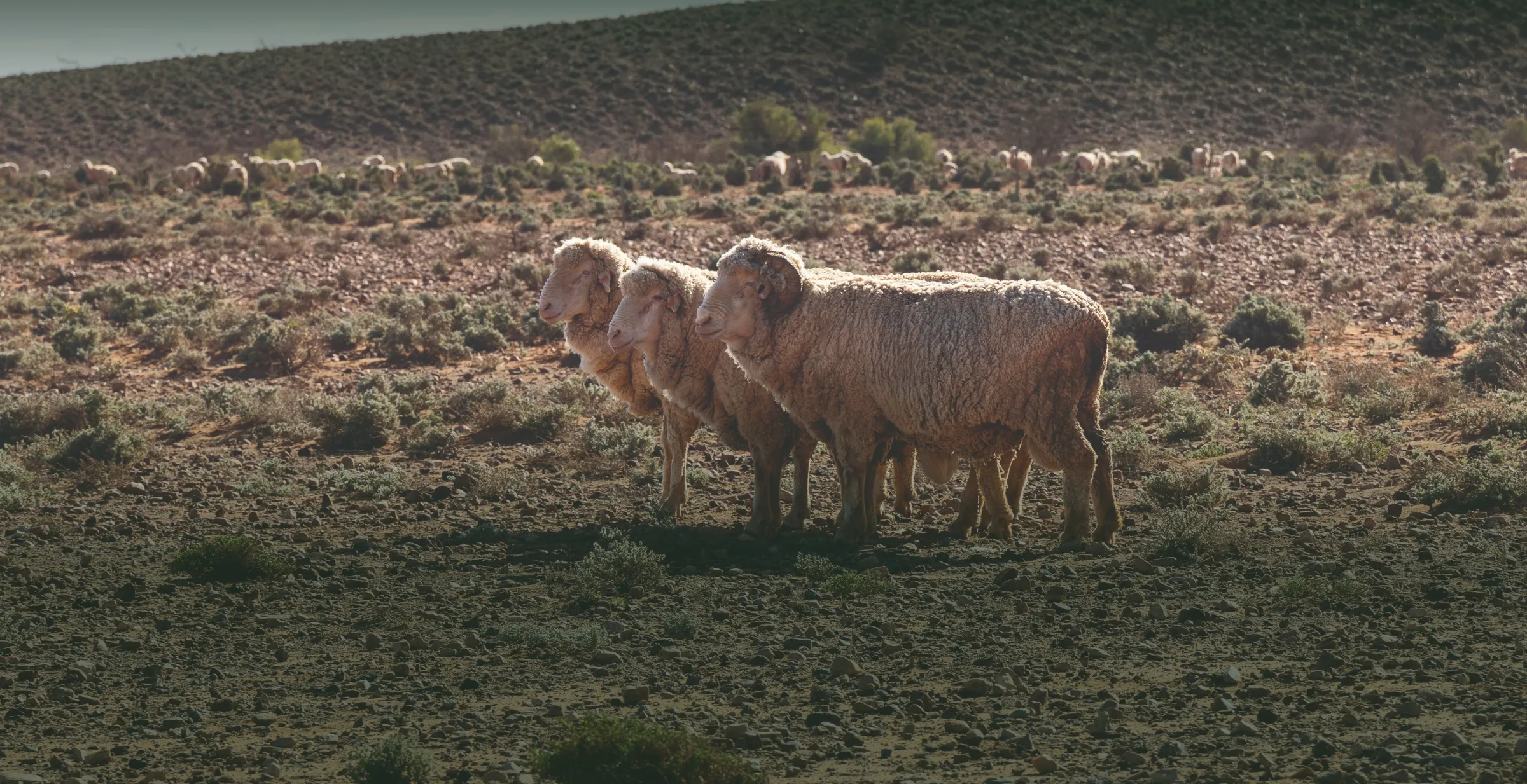 Three sheep standing closely together on rocky terrain with sparse vegetation and a hill in the background under diffuse natural light.