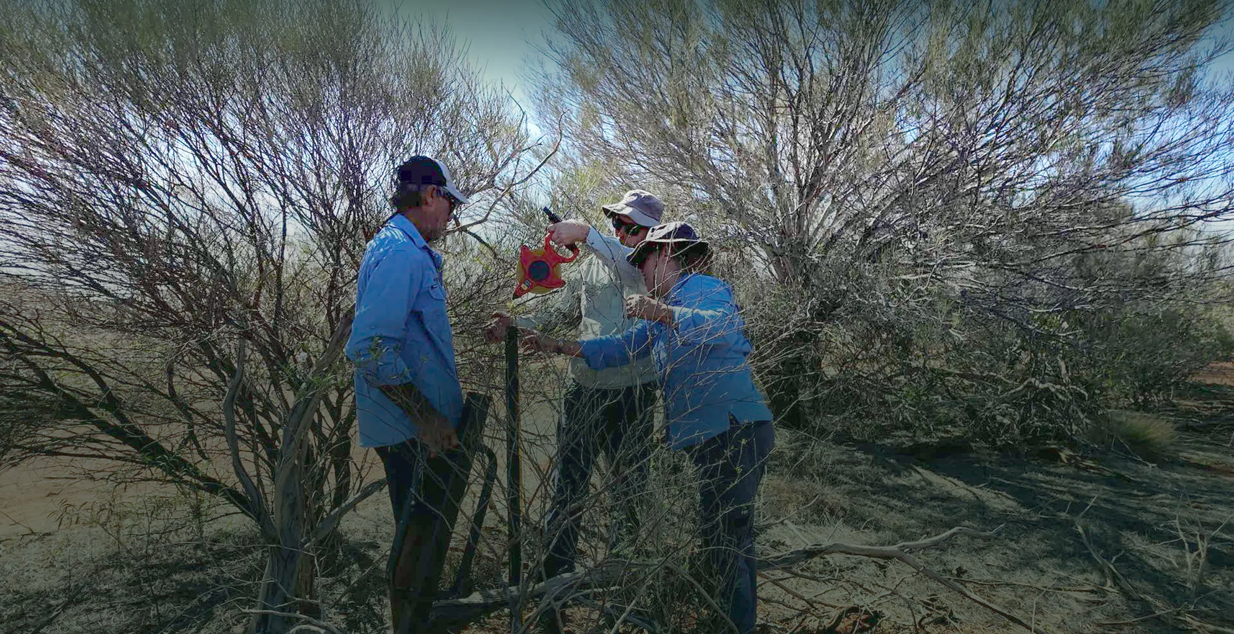 Three people in outdoor gear standing in a dry, brush-filled landscape using a measuring wheel tool, with one person holding it and the others observing.