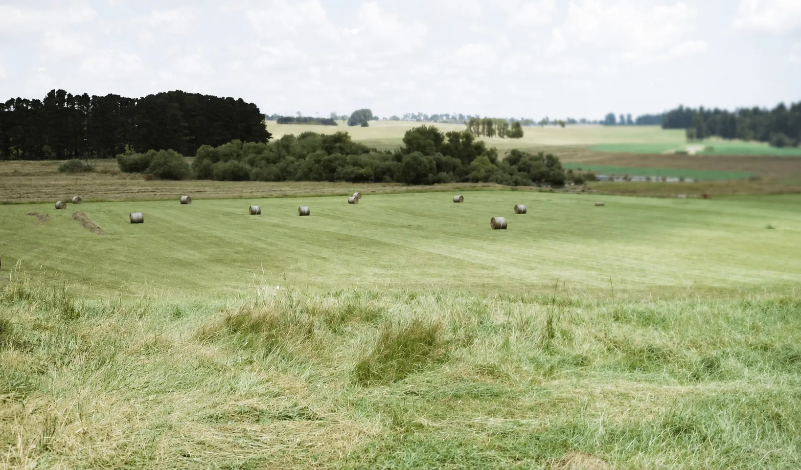 A rural landscape with freshly cut green grassy fields scattered with round hay bales, bordered by dense trees and shrubs under a cloudy sky.