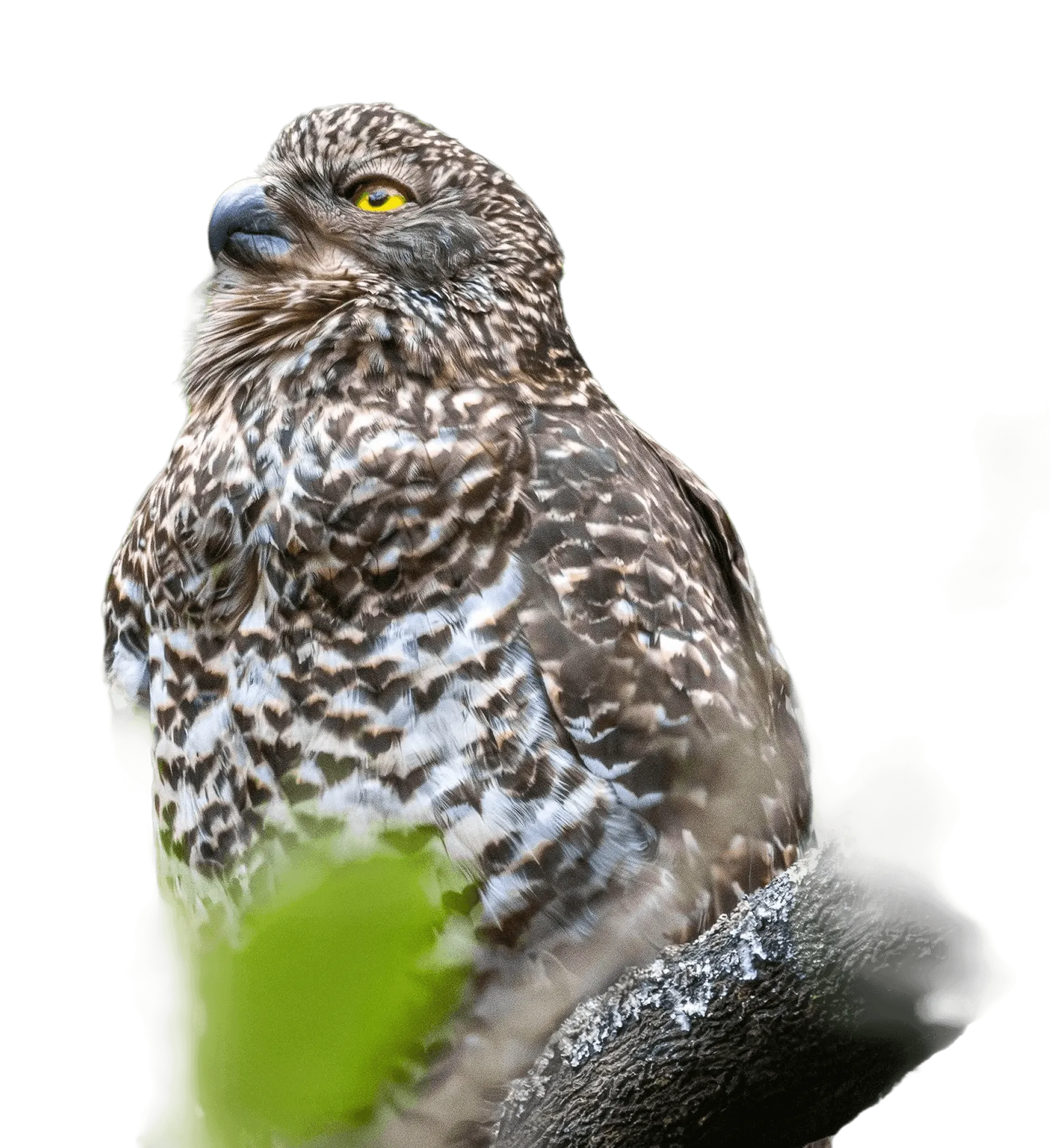 Close-up side view of a brown and white speckled owl perched on a branch with a blurred green leaf in the foreground, showing its sharp yellow eye and curved beak.