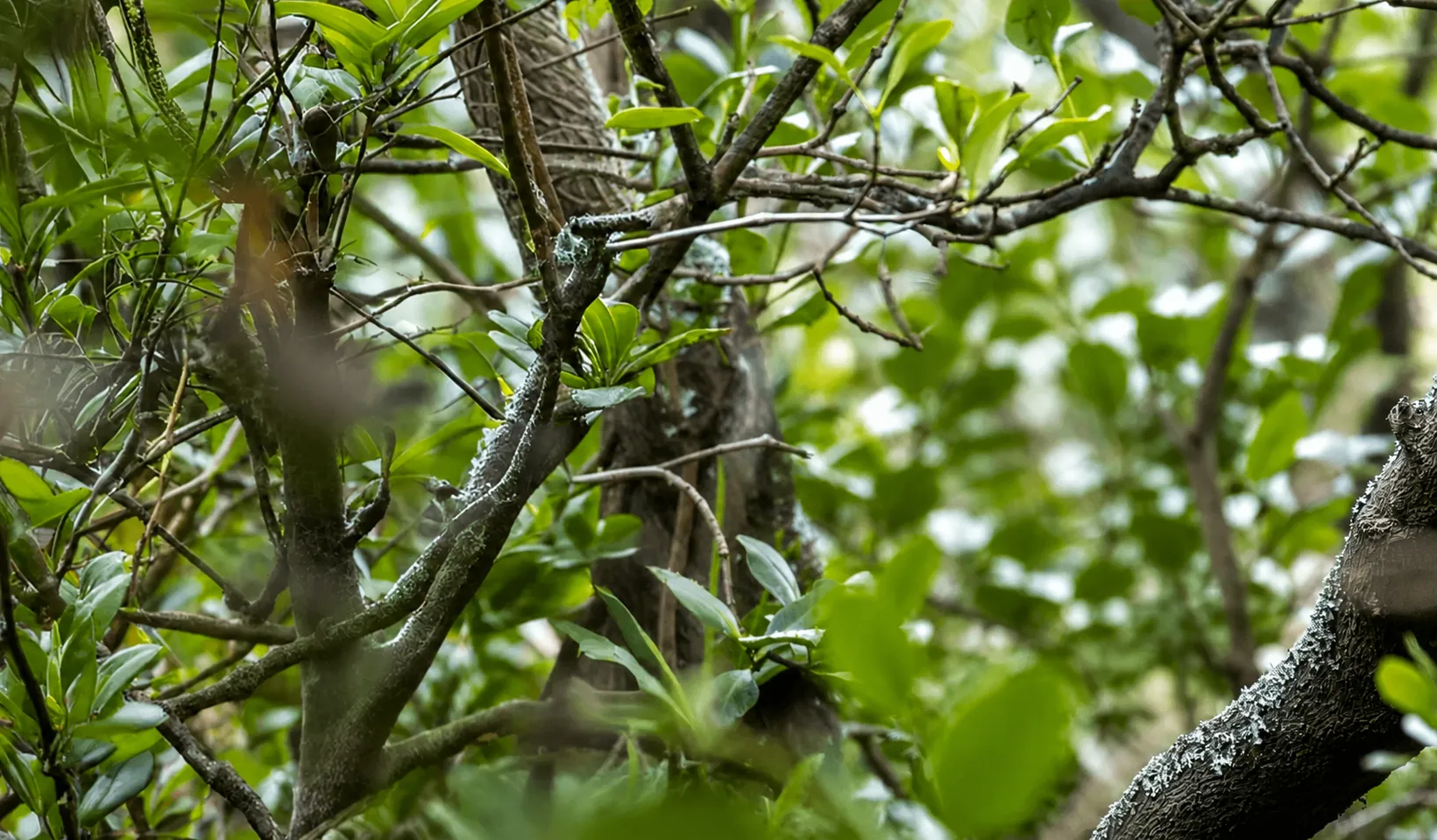 Close-up of dense green foliage and intertwined tree branches with some lichen on the bark in a natural outdoor setting.