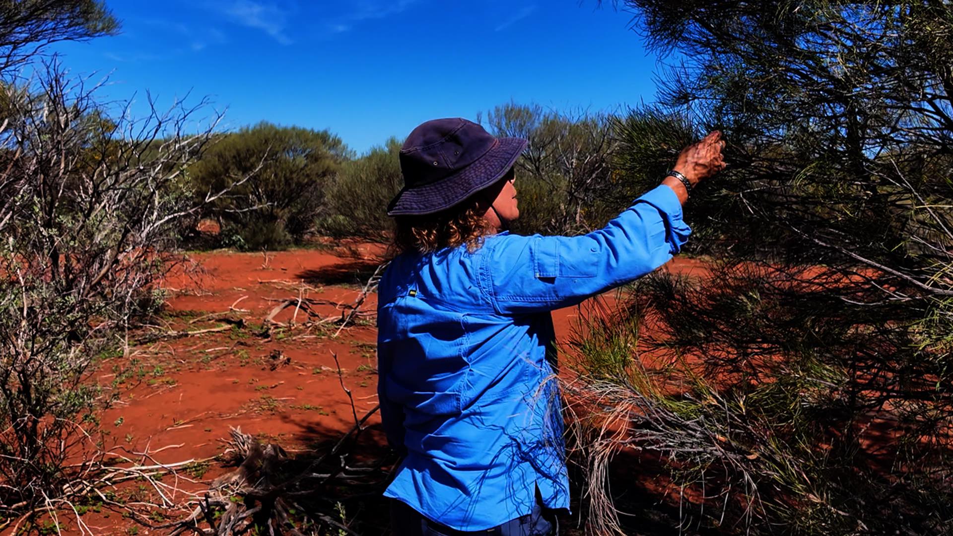 A person wearing a blue long-sleeve shirt and a black wide-brim hat examines or touches branches of a bush in a dry, red-soil landscape with scattered shrubs under a clear blue sky.