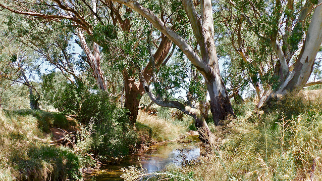 A small peaceful creek flows through a natural area with tall trees and dense green vegetation on both sides under bright sunlight.