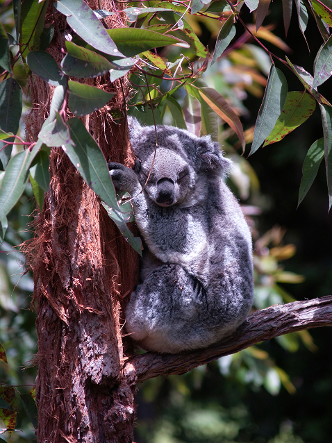 A koala with gray fur resting while hugging a tree trunk among green eucalyptus leaves in natural sunlight.