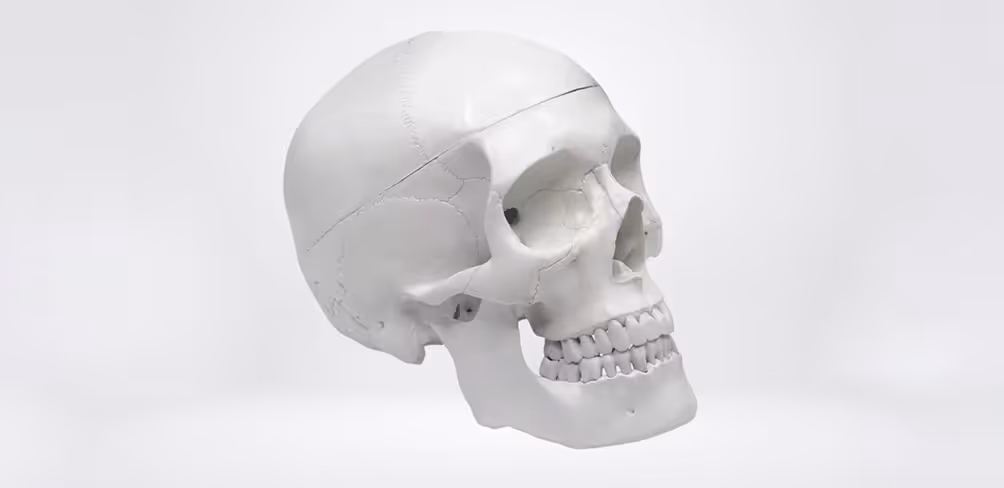 Anatomisches Schädelmodell