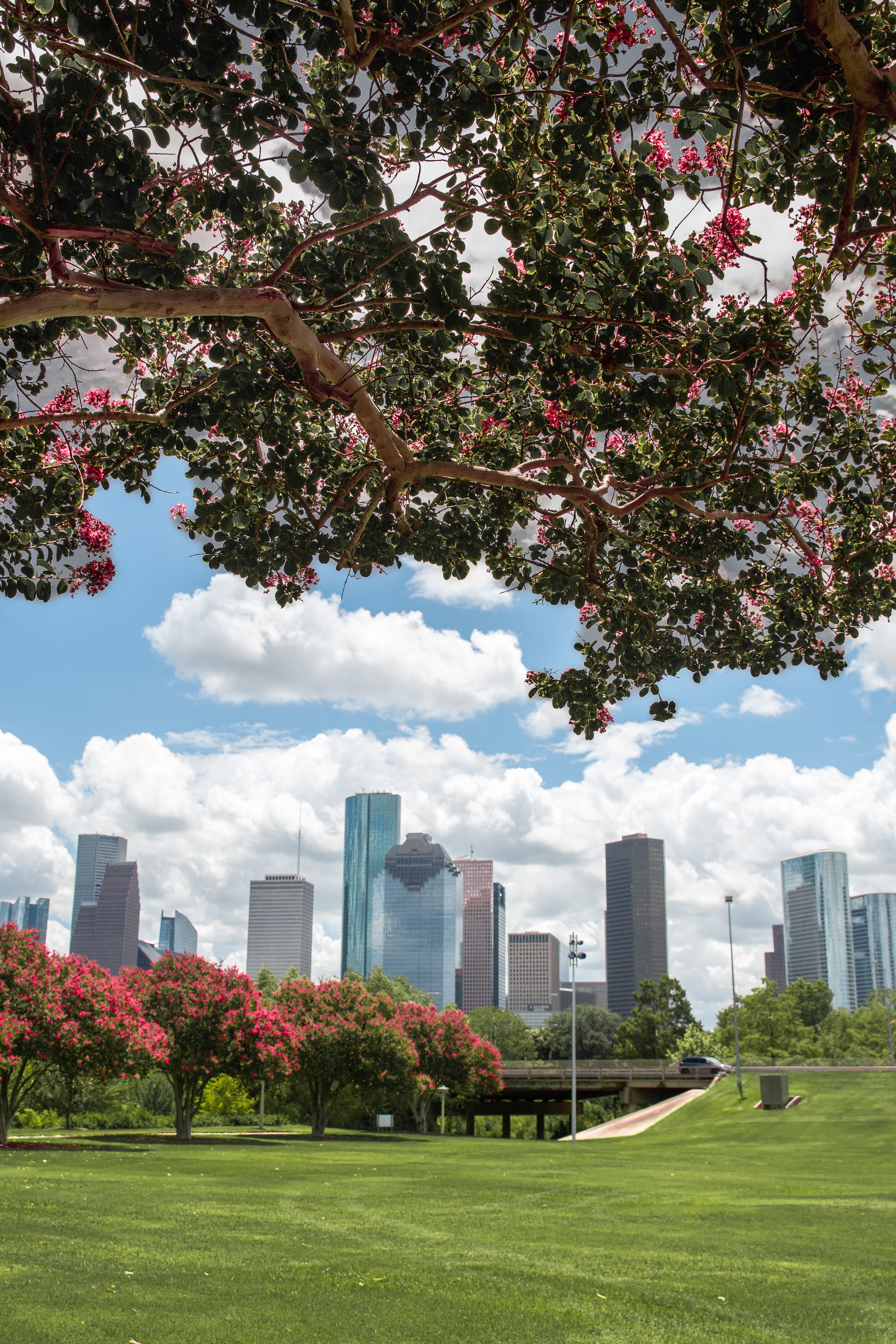 Downtown Houston skyline seen across a green city park