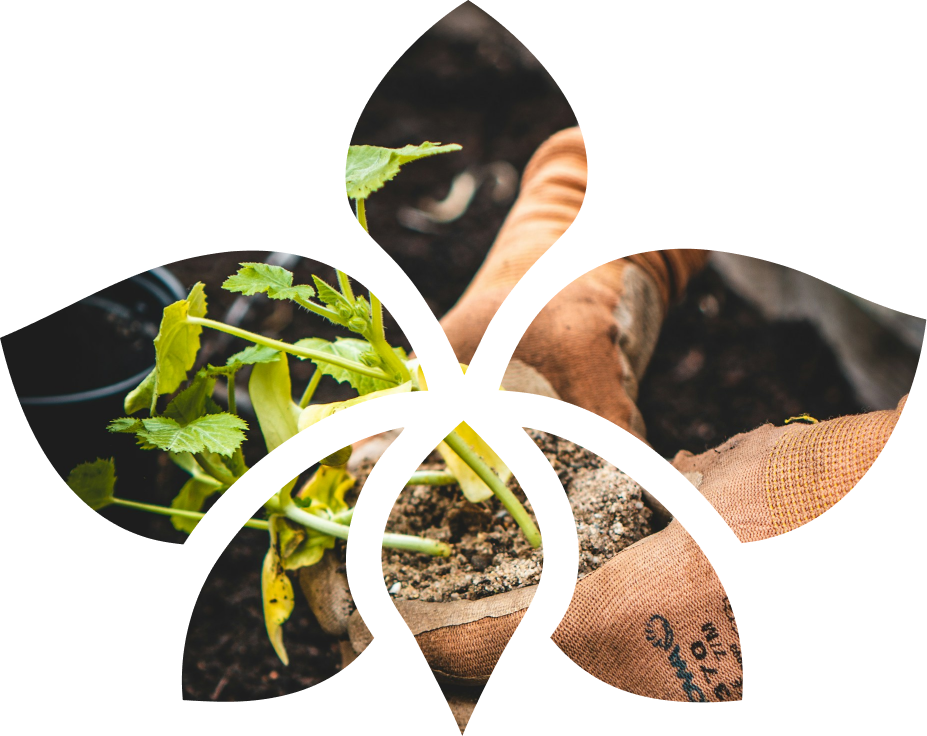 Landscaper carefully tending a garden