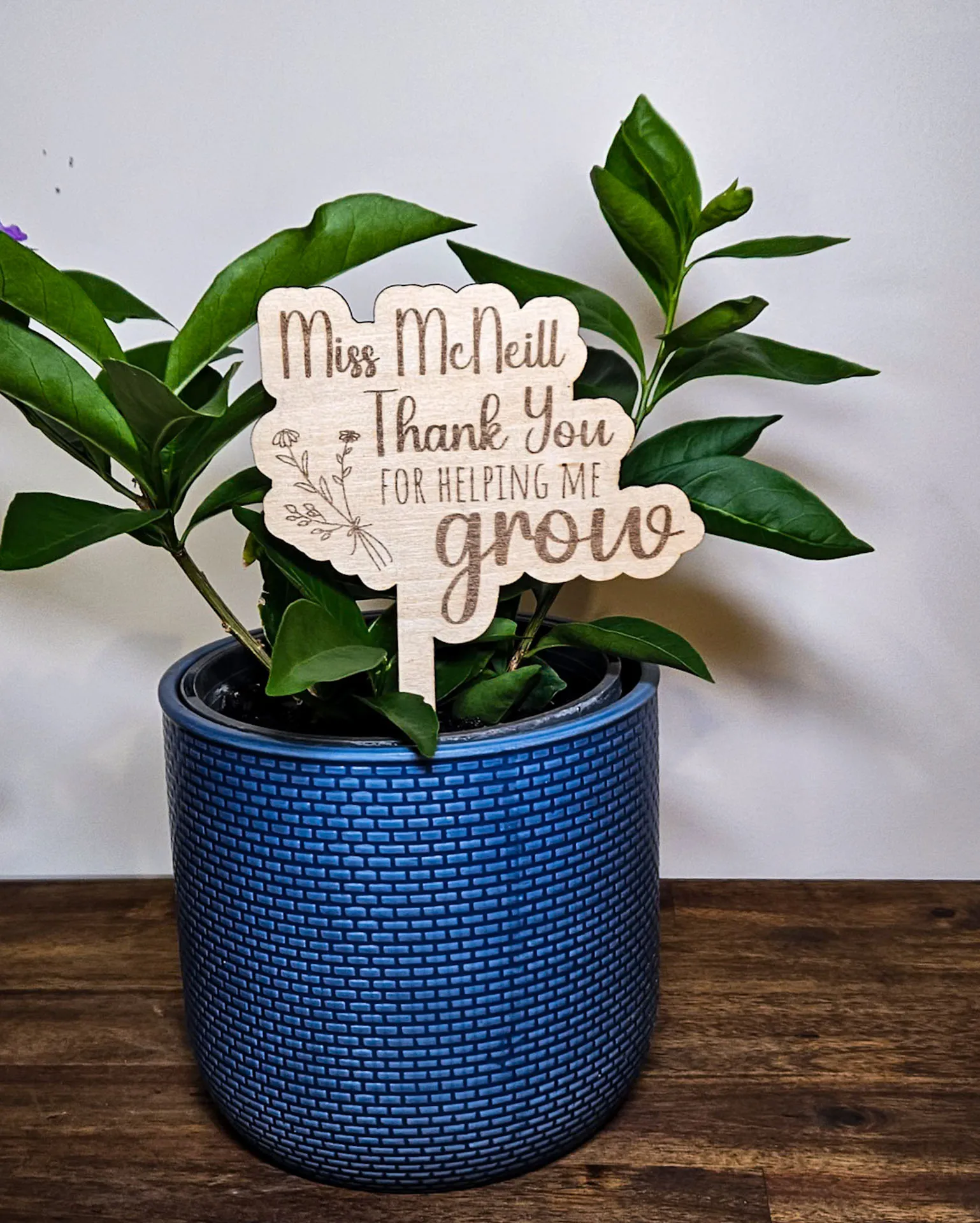 Timber plant stake engraved Miss McNeill, thank you for helping me grow, in a blue pot plant