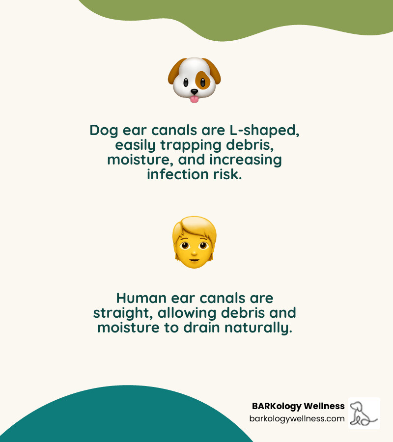 Infographic showing the difference between a dog's L-shaped ear canal (vertical canal leading to horizontal canal) and a human's straight ear canal, with labels indicating how debris gets trapped in the horizontal portion of a dog's ear and why cleaning is necessary - dog ear cleaning infographic 2_facts_emoji_nature Infographic showing the difference between a dog's L-shaped ear canal (vertical canal leading to horizontal canal) and a human's straight ear canal, with labels indicating how debris gets trapped in the horizontal portion of a dog's ear and why cleaning is necessary - dog ear cleaning infographic 2_facts_emoji_nature