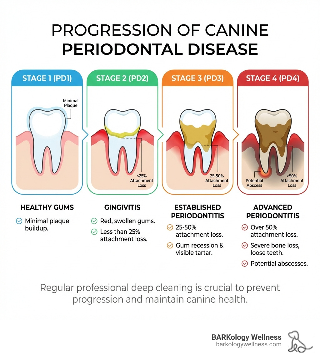 infographic showing the 4 stages of canine periodontal disease: Stage 1 (PD1) shows healthy gums with minimal plaque; Stage 2 (PD2) displays gingivitis with red, swollen gums and less than 25% attachment loss; Stage 3 (PD3) demonstrates established periodontitis with 25-50% attachment loss, gum recession, and visible tartar; Stage 4 (PD4) reveals advanced periodontitis with over 50% attachment loss, severe bone loss, loose teeth, and potential abscesses - deep dental cleaning for dogs infographic infographic showing the 4 stages of canine periodontal disease: Stage 1 (PD1) shows healthy gums with minimal plaque; Stage 2 (PD2) displays gingivitis with red, swollen gums and less than 25% attachment loss; Stage 3 (PD3) demonstrates established periodontitis with 25-50% attachment loss, gum recession, and visible tartar; Stage 4 (PD4) reveals advanced periodontitis with over 50% attachment loss, severe bone loss, loose teeth, and potential abscesses - deep dental cleaning for dogs infographic