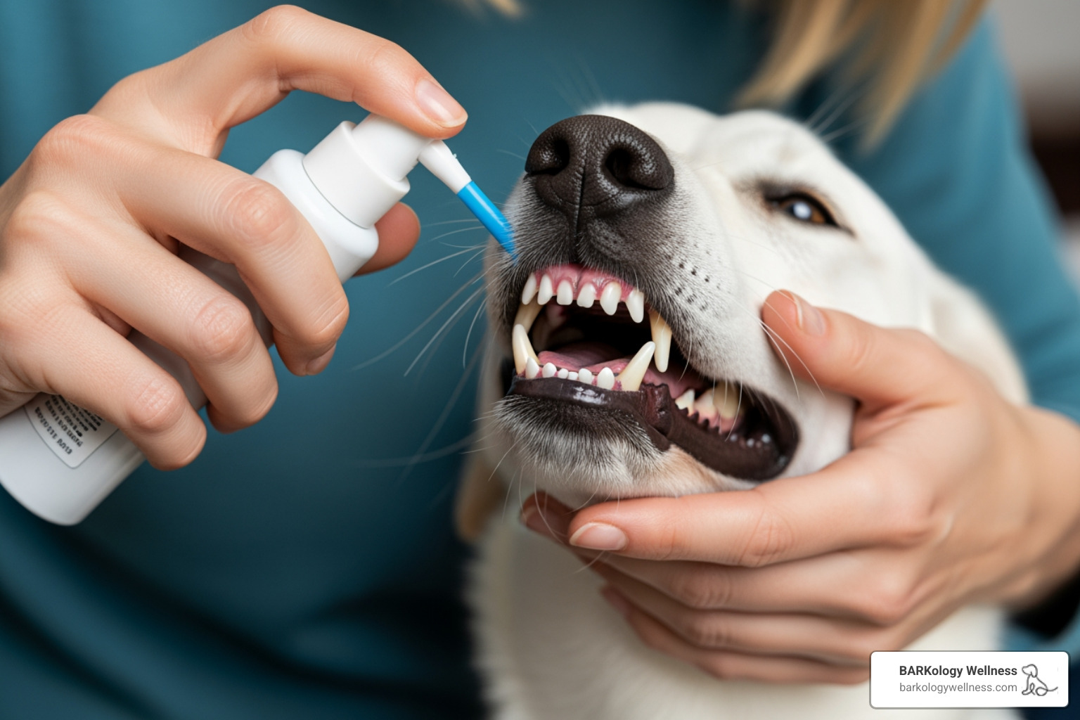 pet owner applying dental spray - Dental spray for dogs pet owner applying dental spray - Dental spray for dogs