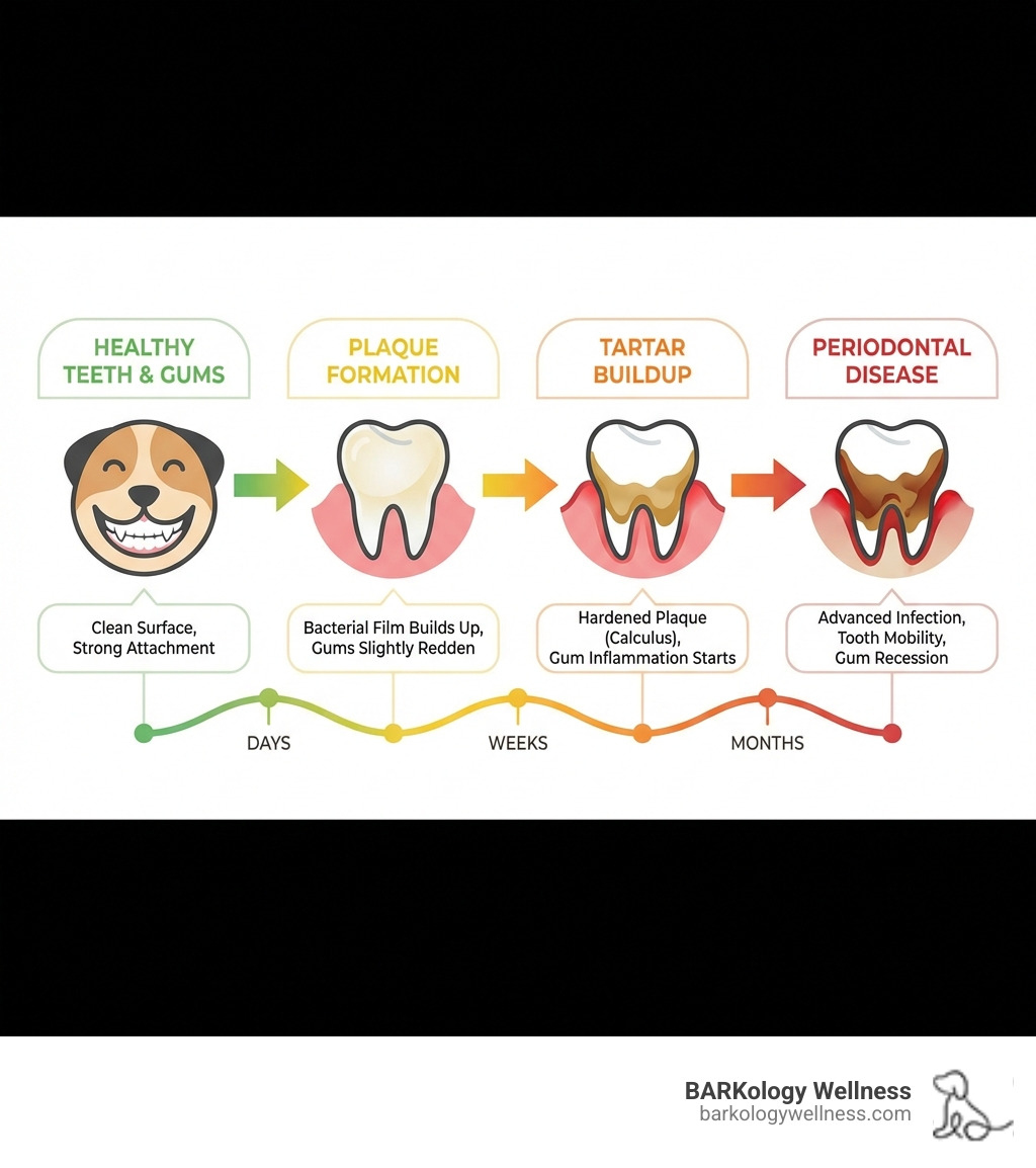 infographic showing the progression from healthy teeth to plaque formation to tartar buildup to periodontal disease, with timeline markers at days, weeks, and months - Dental spray for dogs infographic infographic showing the progression from healthy teeth to plaque formation to tartar buildup to periodontal disease, with timeline markers at days, weeks, and months - Dental spray for dogs infographic