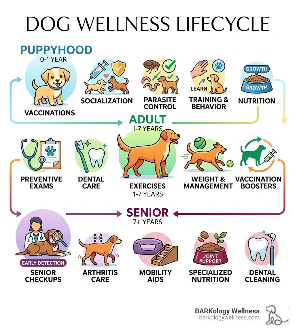 Dog wellness lifecycle infographic from puppyhood through adult and senior stages - dog wellness services infographic Dog wellness lifecycle infographic from puppyhood through adult and senior stages - dog wellness services infographic