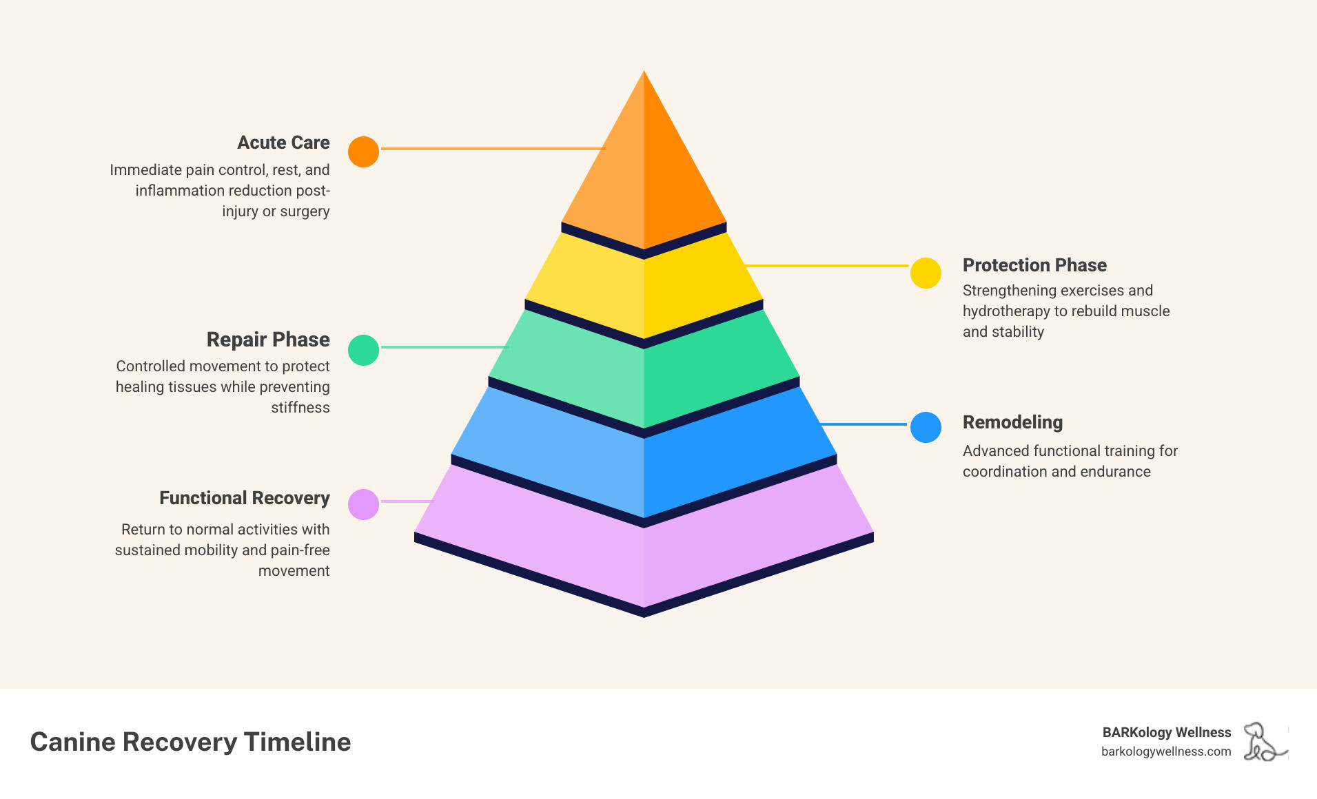 Canine recovery timeline infographic showing phases from acute care to functional recovery - physical therapy for dogs Canine recovery timeline infographic showing phases from acute care to functional recovery - physical therapy for dogs