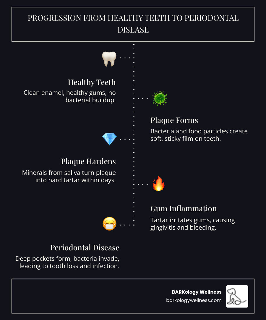 progression from healthy dog teeth to plaque to tartar to periodontal disease infographic - fresh breath treatment progression from healthy dog teeth to plaque to tartar to periodontal disease infographic - fresh breath treatment