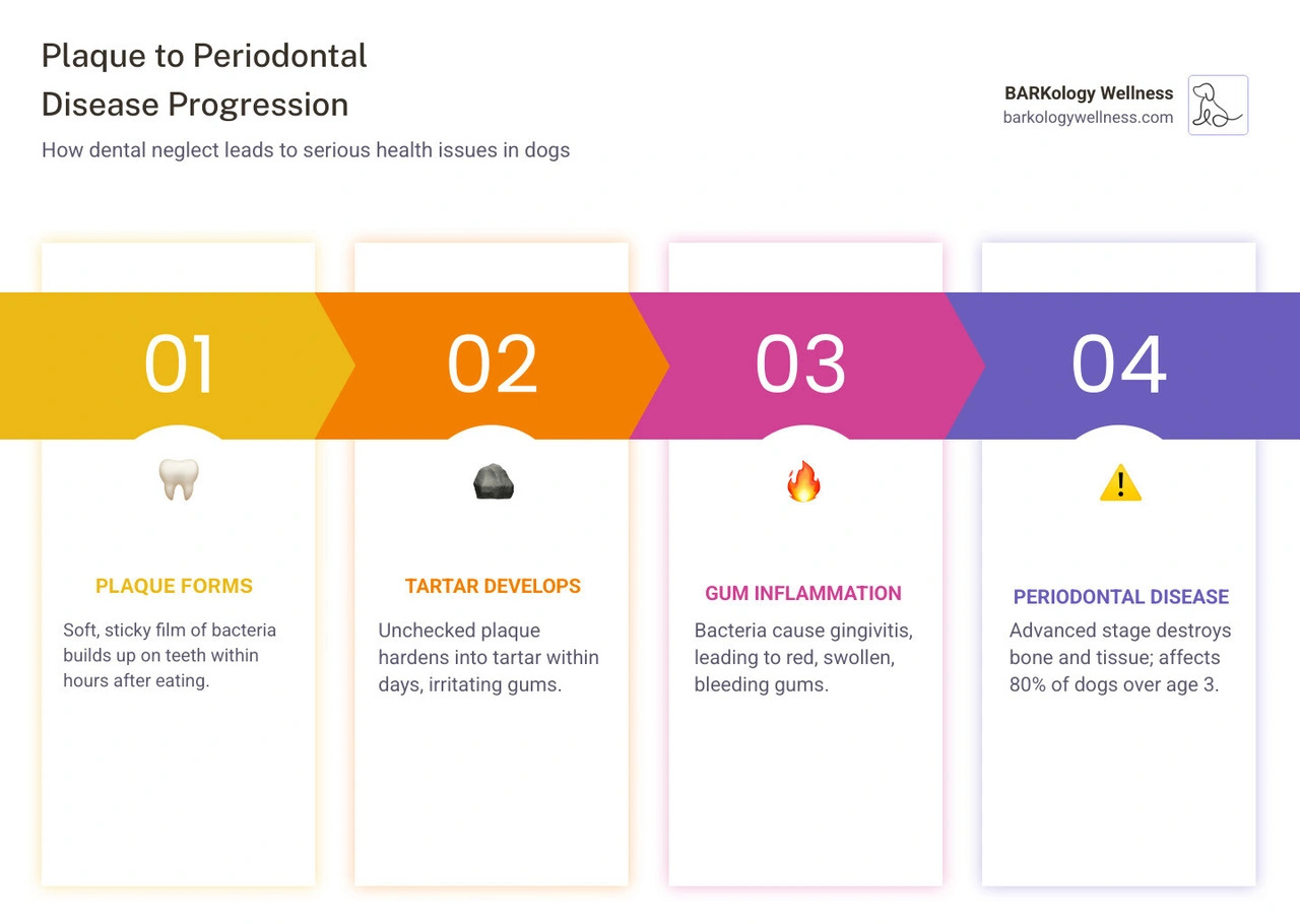 infographic showing plaque to tartar to periodontal disease progression in dogs infographic