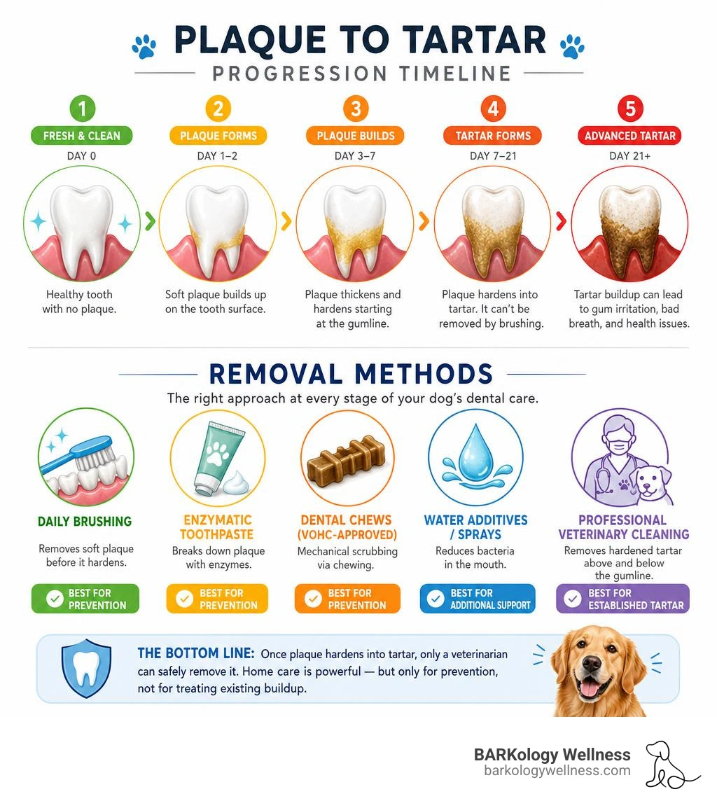 Infographic showing plaque to tartar progression timeline and removal methods infographic