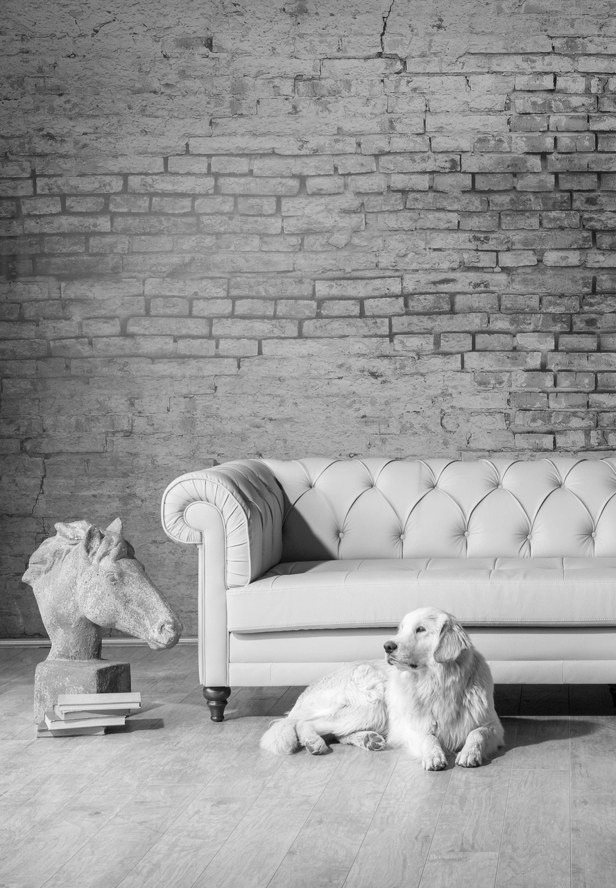 Happy well-groomed Golden Retriever sitting comfortably indoors with a smooth shiny coat