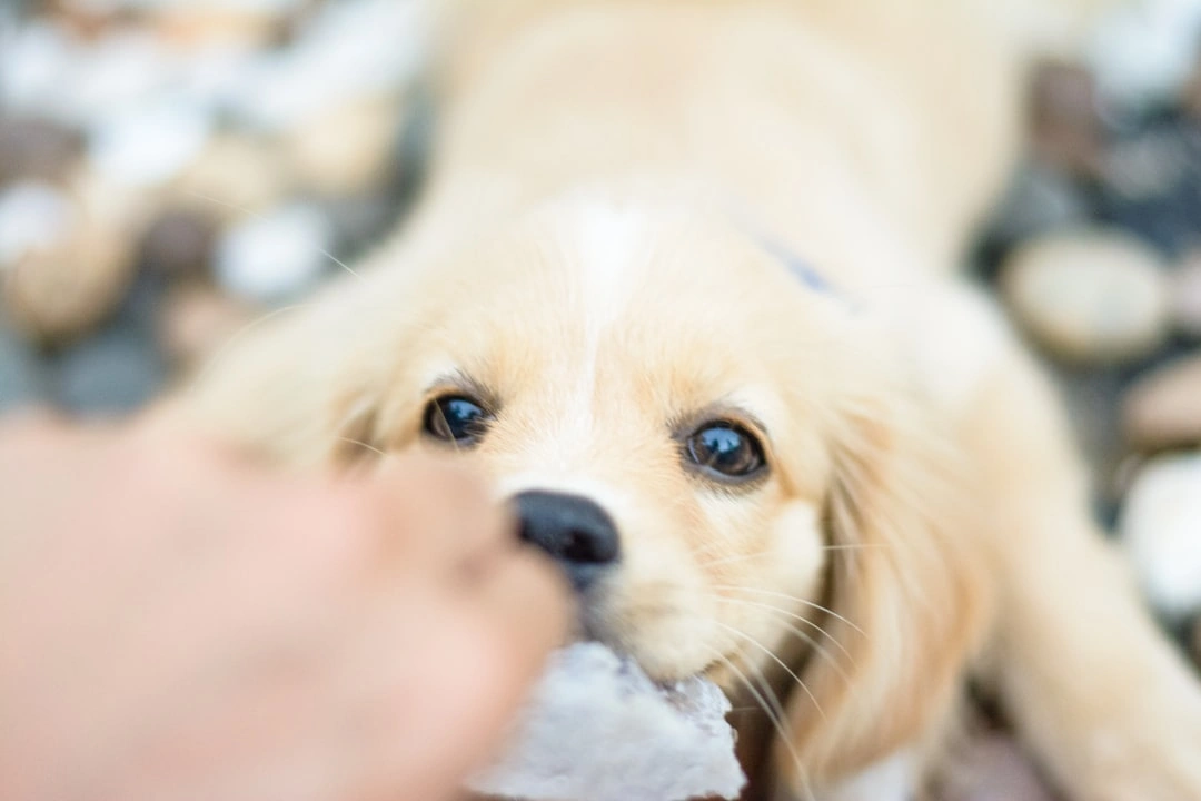Golden Retriever puppy receiving treats during grooming session Golden Retriever puppy receiving treats during grooming session