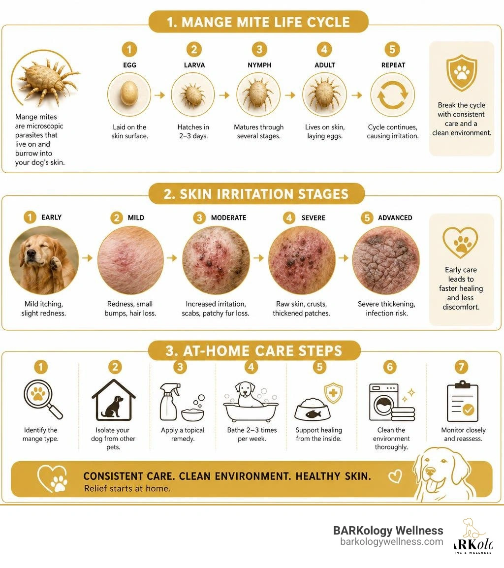 infographic showing mange mite life cycle, skin irritation stages, and at-home care steps infographic